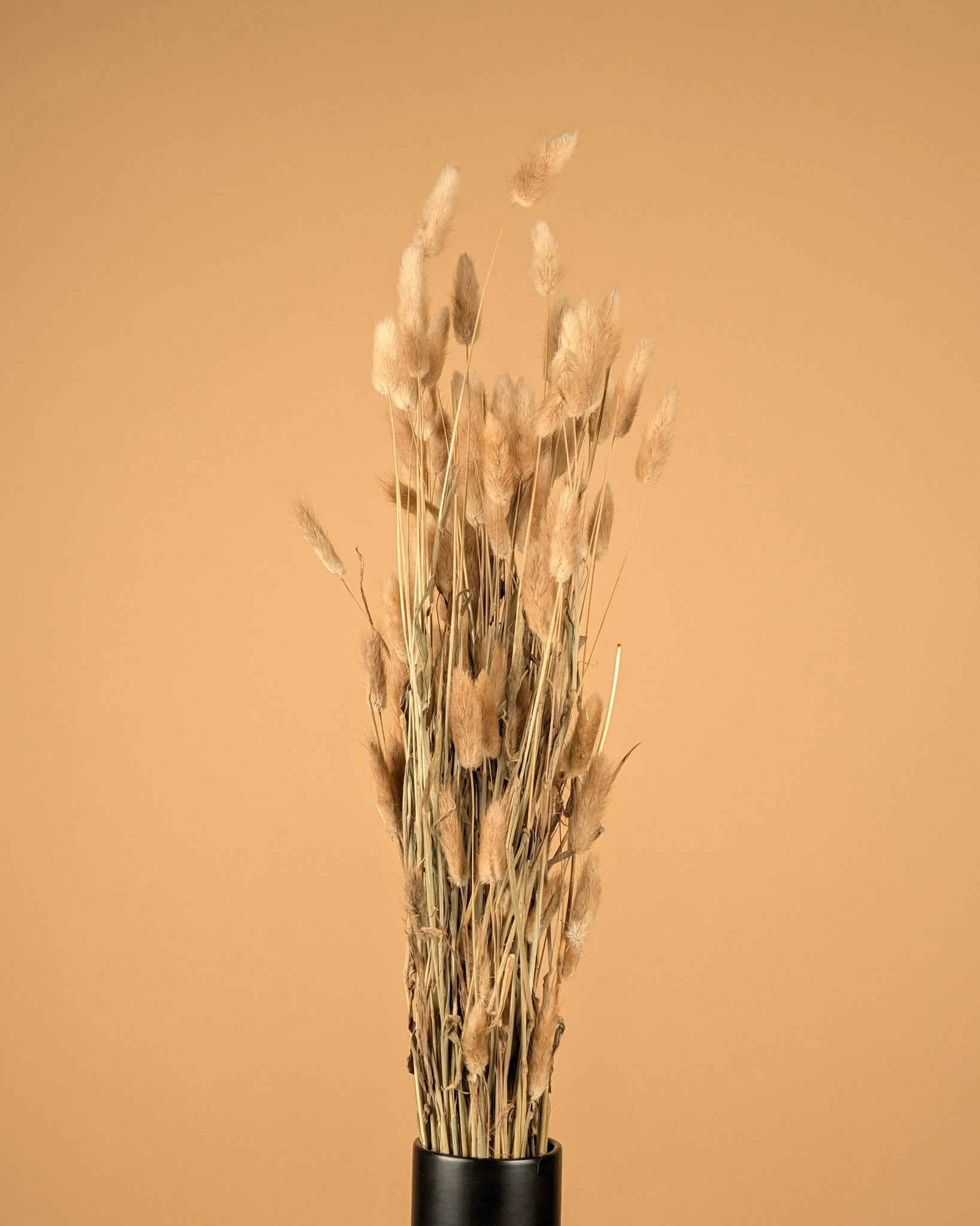 Lagurus Ovatus Naturel Tuftje