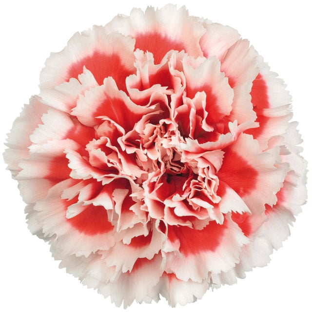 20 Carnations Bicolor Various colors