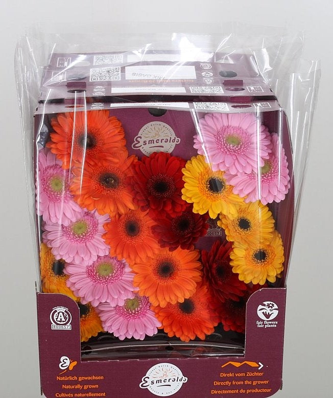 20 Germini's diverse kleuren mixen