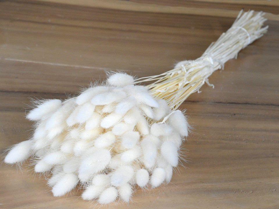 Lagurus bleichte 70 cm