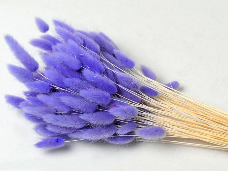 Lagurus Pastell Violet 65 cm