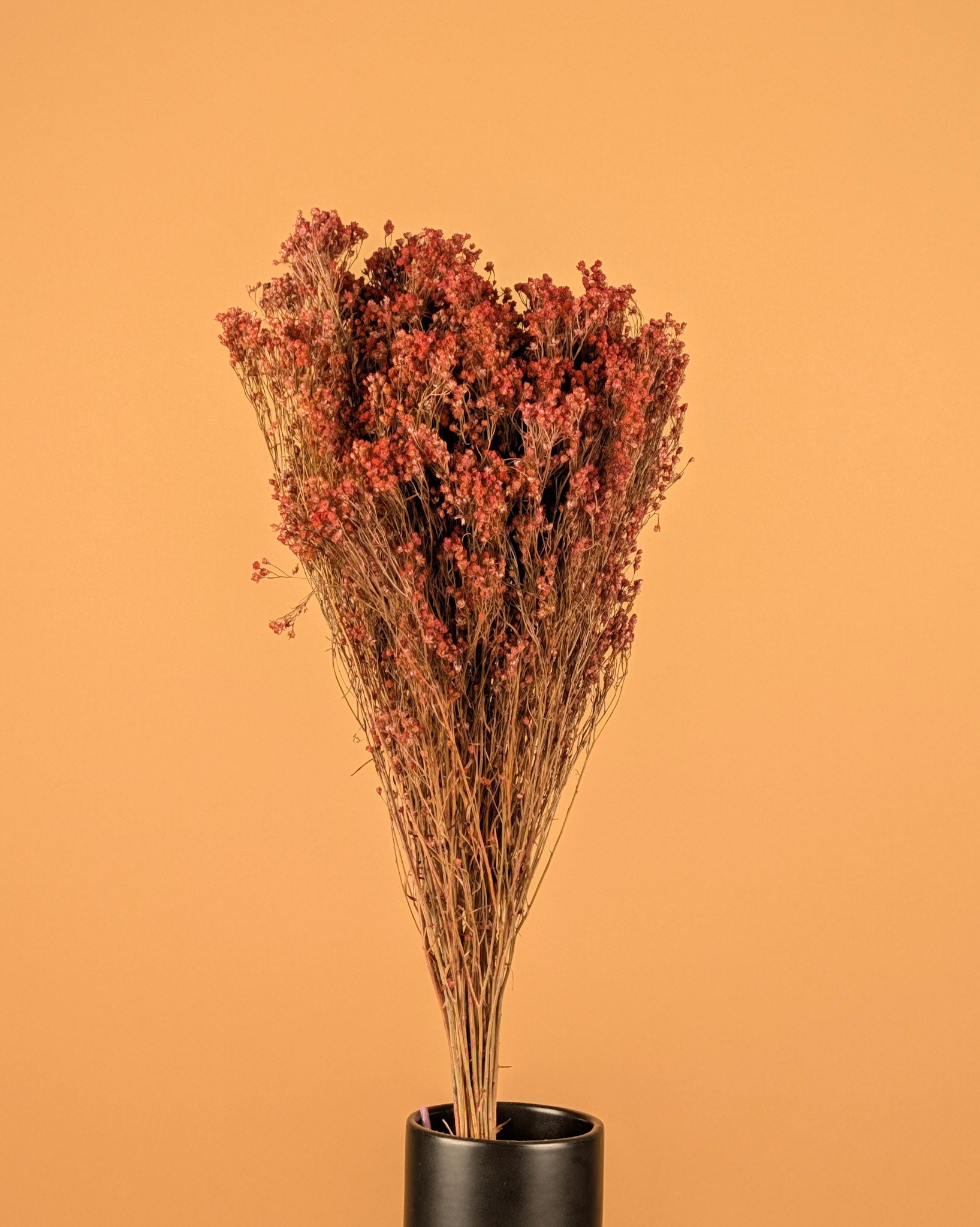 Getrocknetes Besen blühen rosa