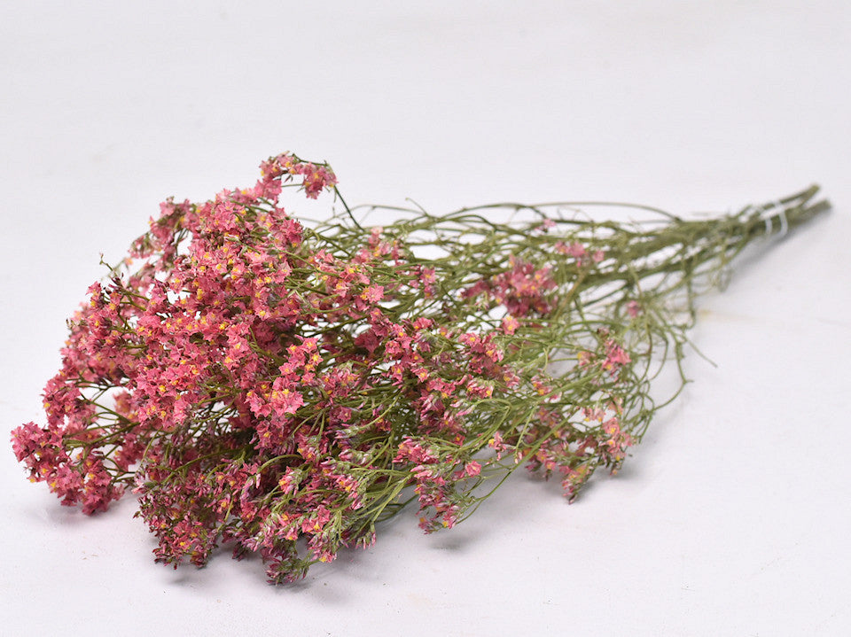 Corail limonium rose 70 cm
