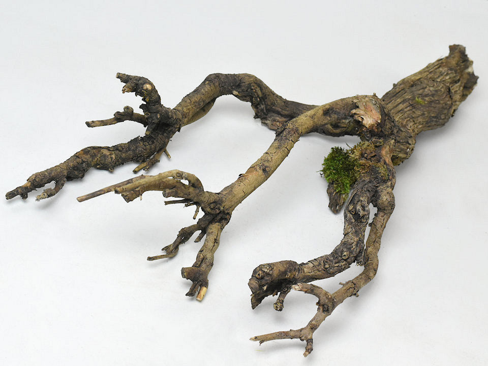 Serie Branch 60-80 cm