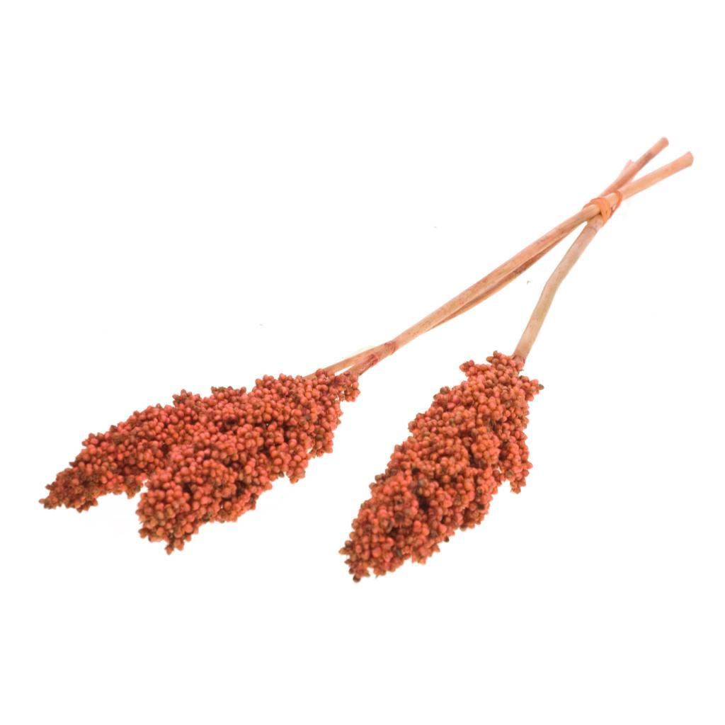 Indian Corn Burnt Oranje dried