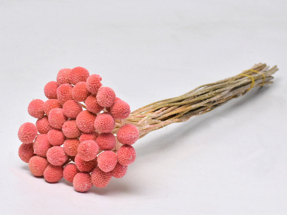 Dried craspedia pastel peach