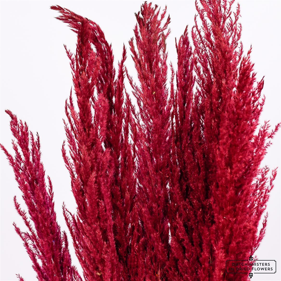 Pampas Gras Rot Bordeux Soft Pluimen getrocknet