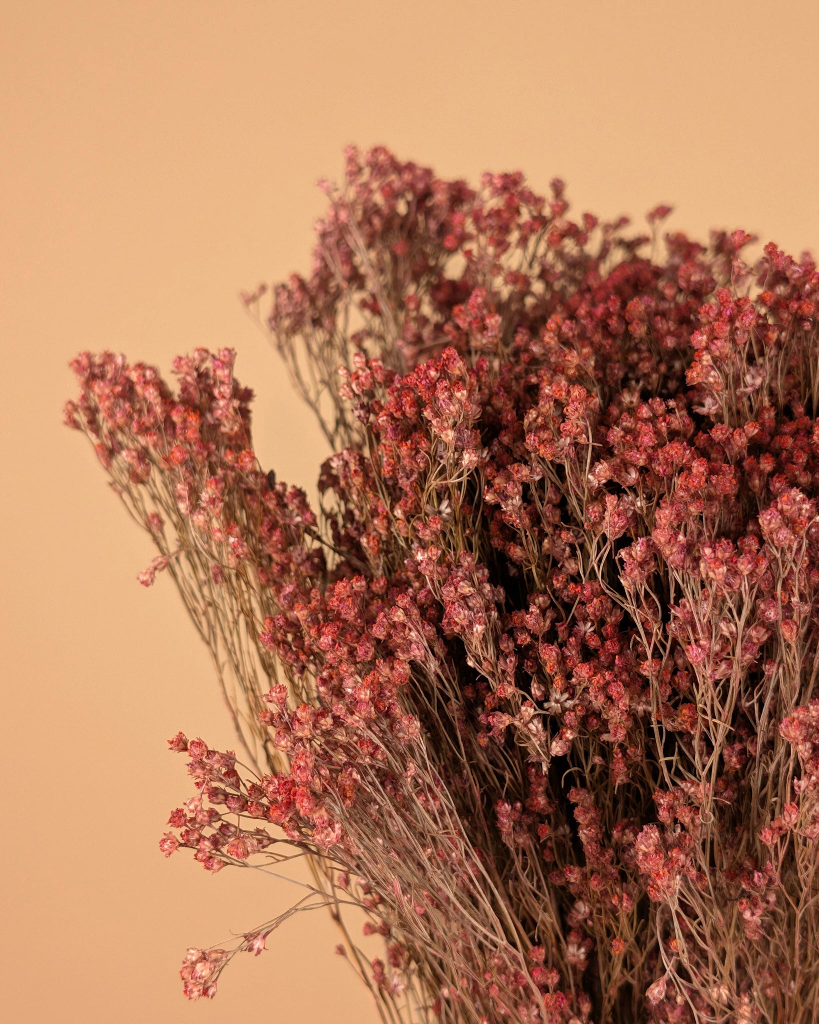 Getrocknetes Besen blühen rosa