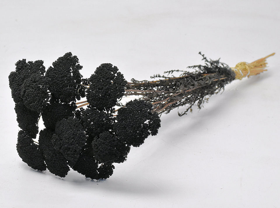 Dried Achillea black painted