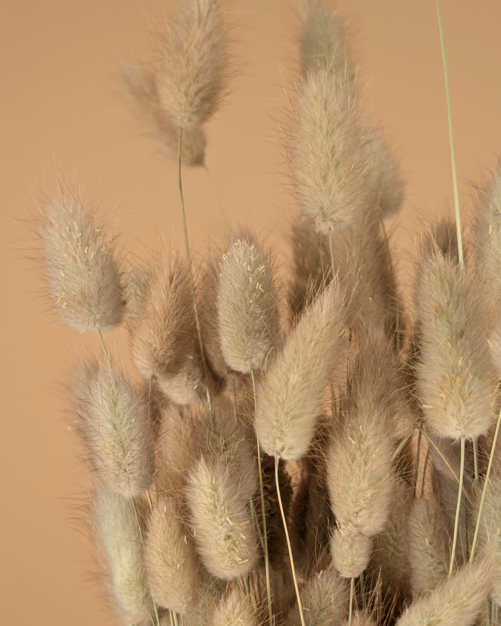 Dried Lagurus Ovatus (Hazenstaart)