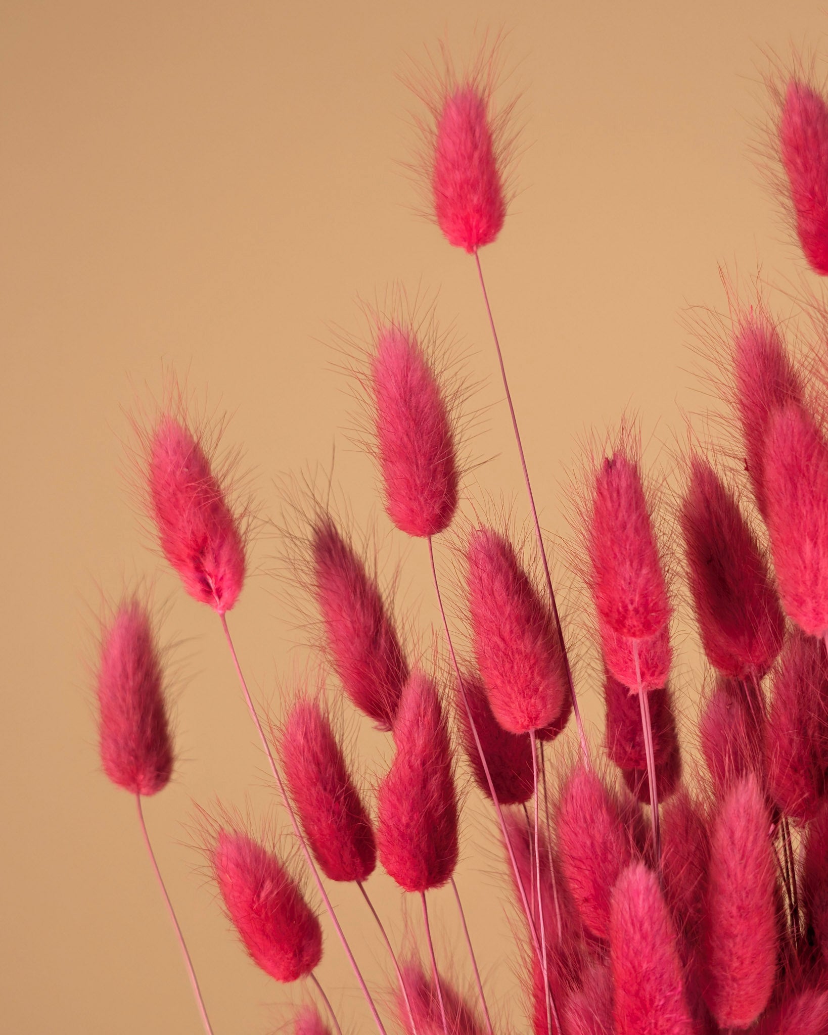 Lagurus Ovatus Dark Pink