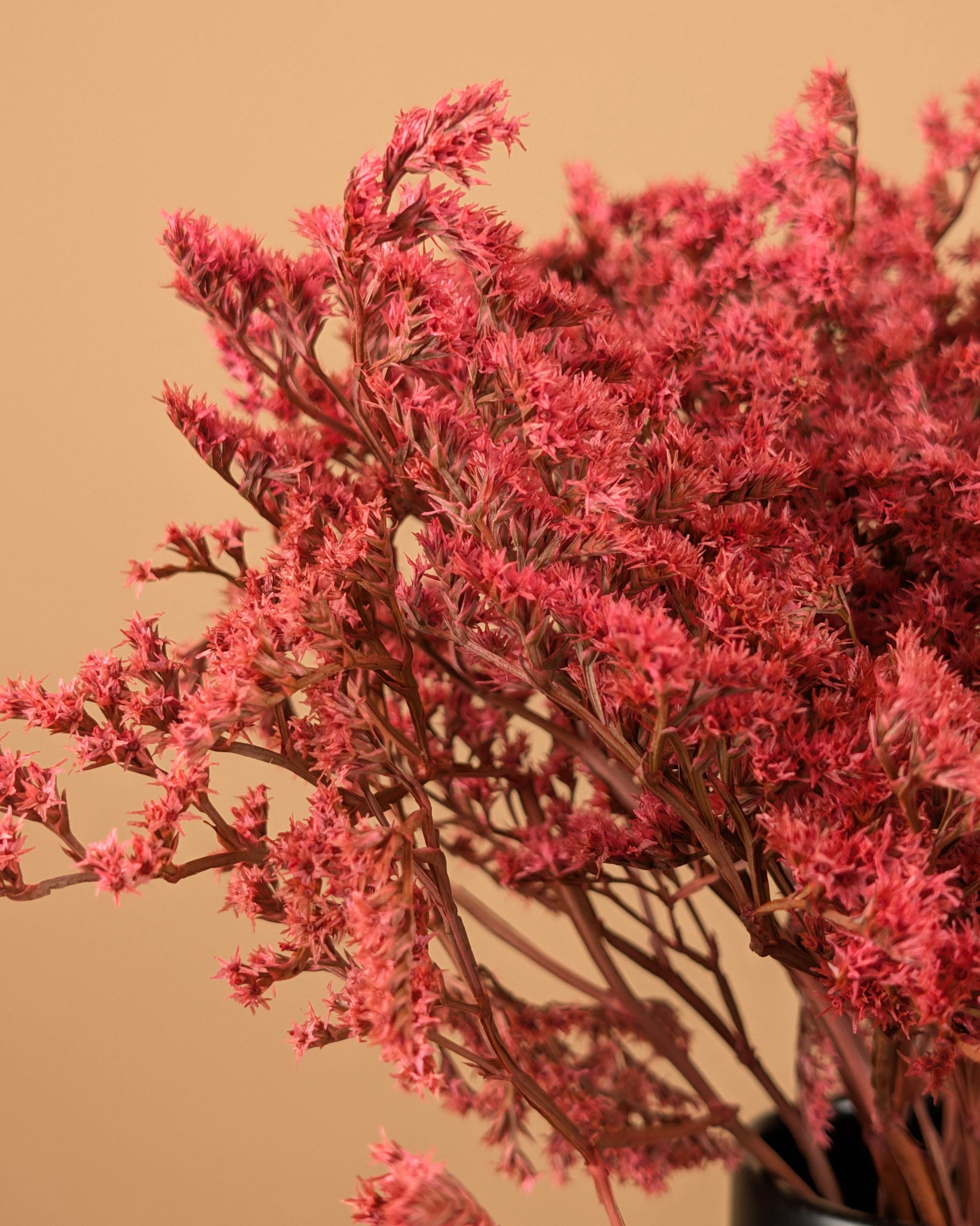 Dried Statice Tatarica Pink