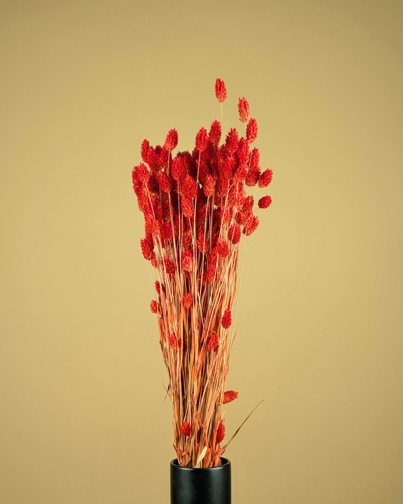 Getrocknete Phalaris -farbige verbrannte Oranje (Kanariegras)