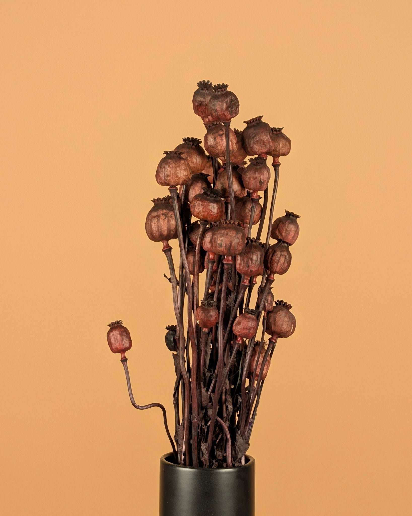 Getrocknetes Mohn dunkelbraun