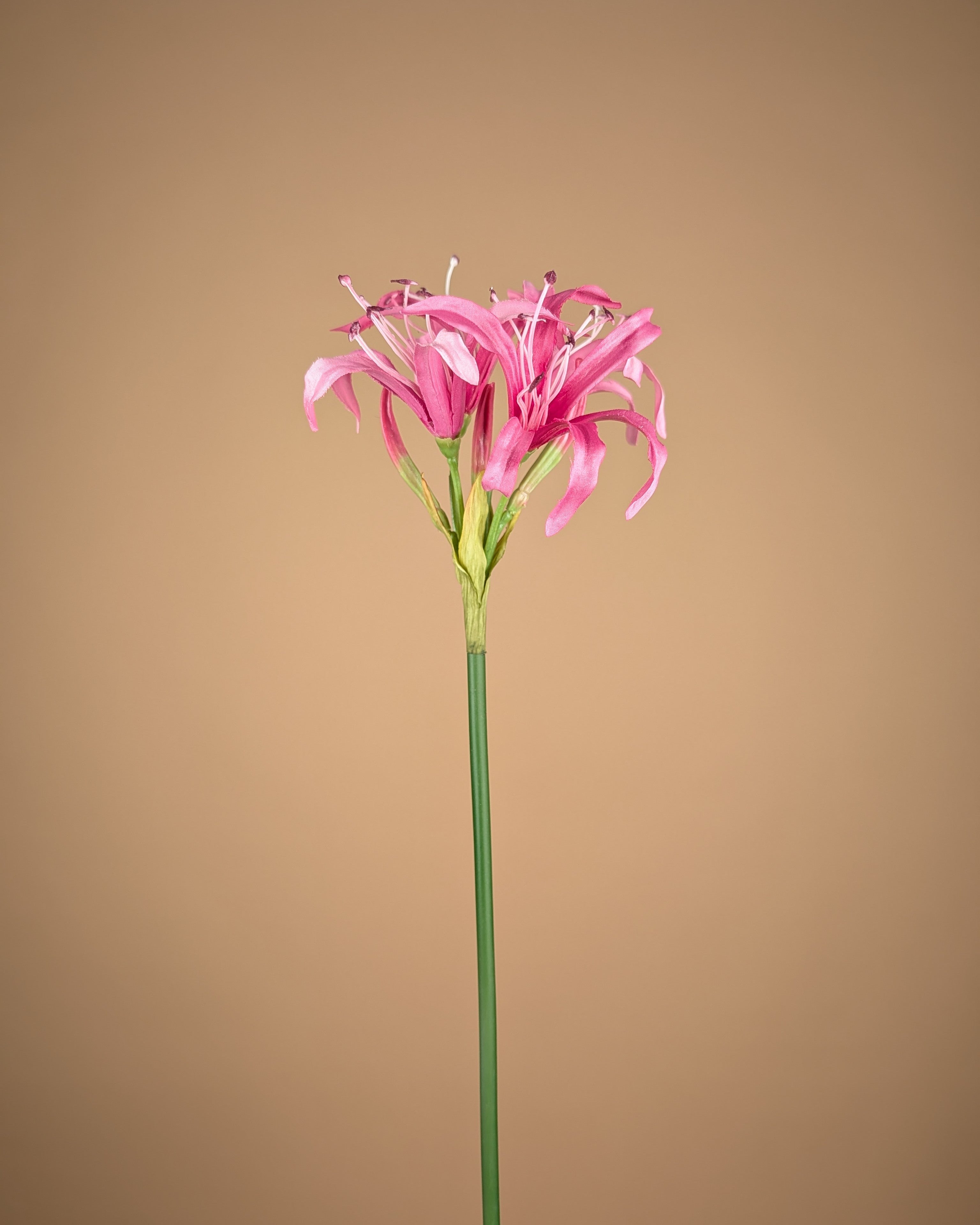 Zijde Nerine Tak – Zacht Roze (65 cm)