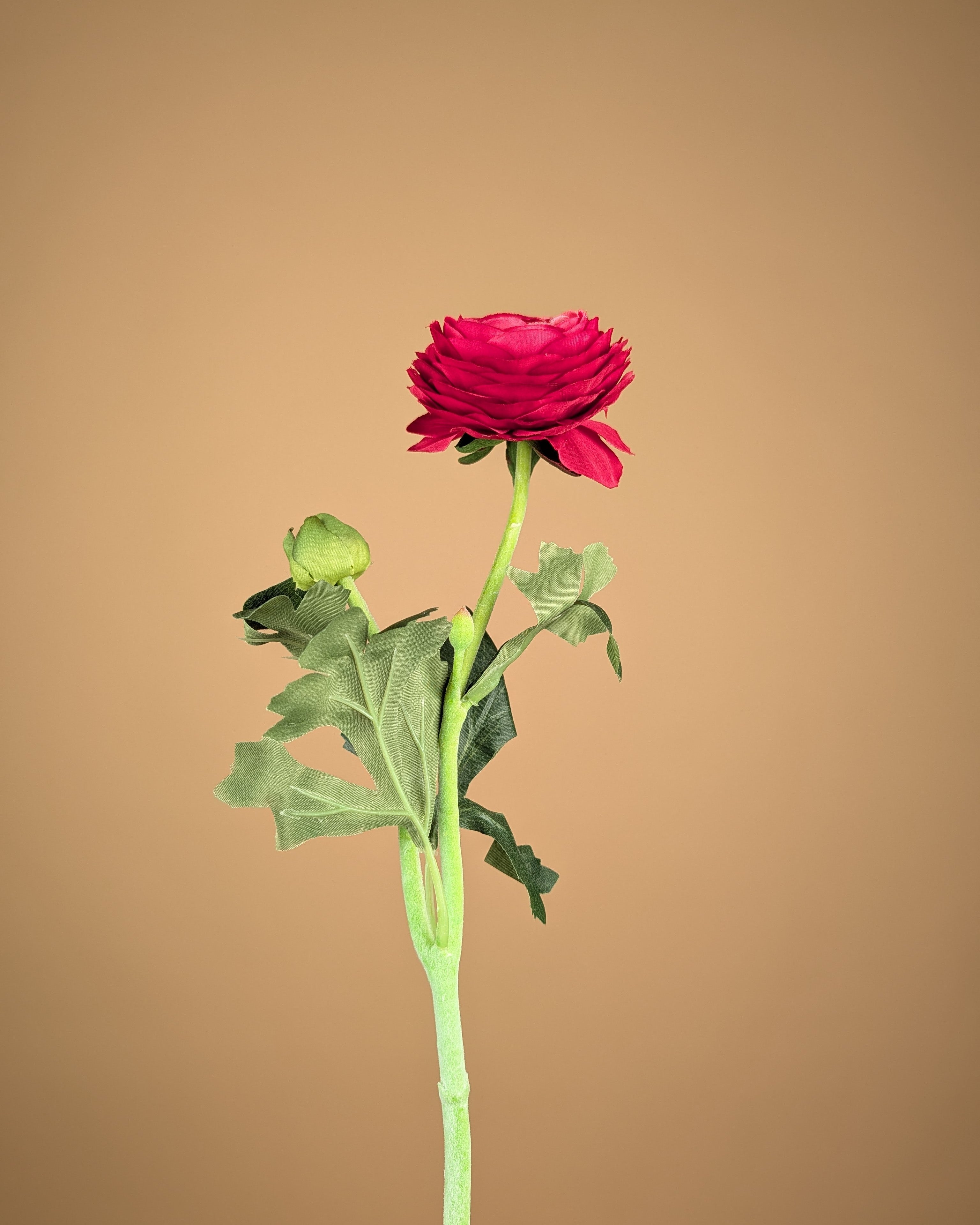 Zijde Ranunculus – Diep Bordeaux (51 cm)