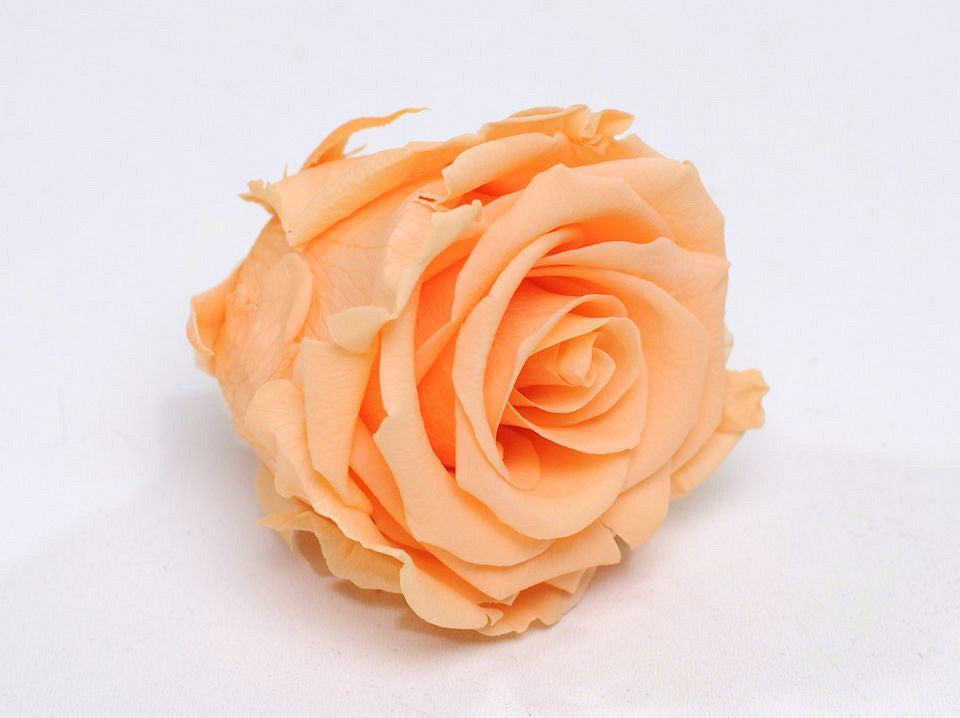 Rose head 5 cm peach