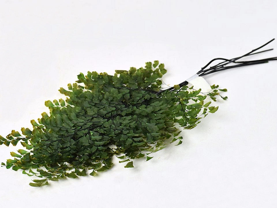 Adianthum Sailing Green H20CM 6st