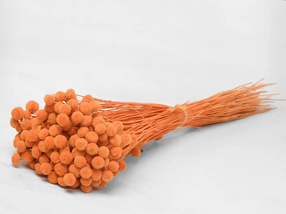 Botao botton bleu foncé séché