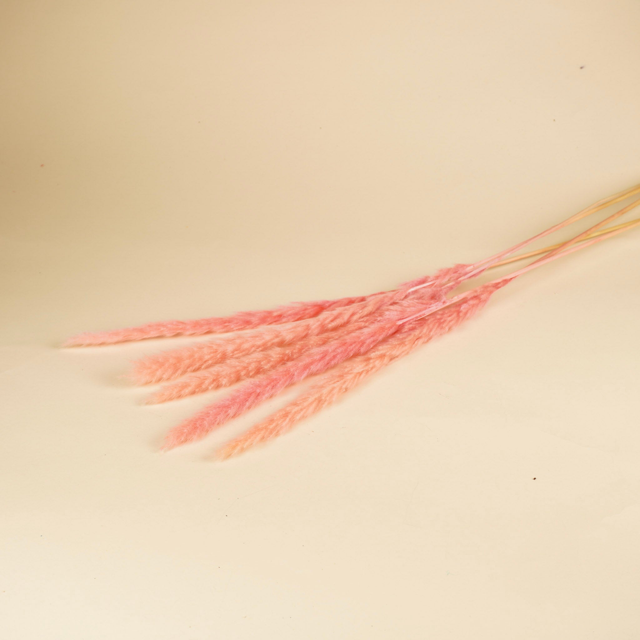 Pampas moelleux (Miscanthus) panache rose clair