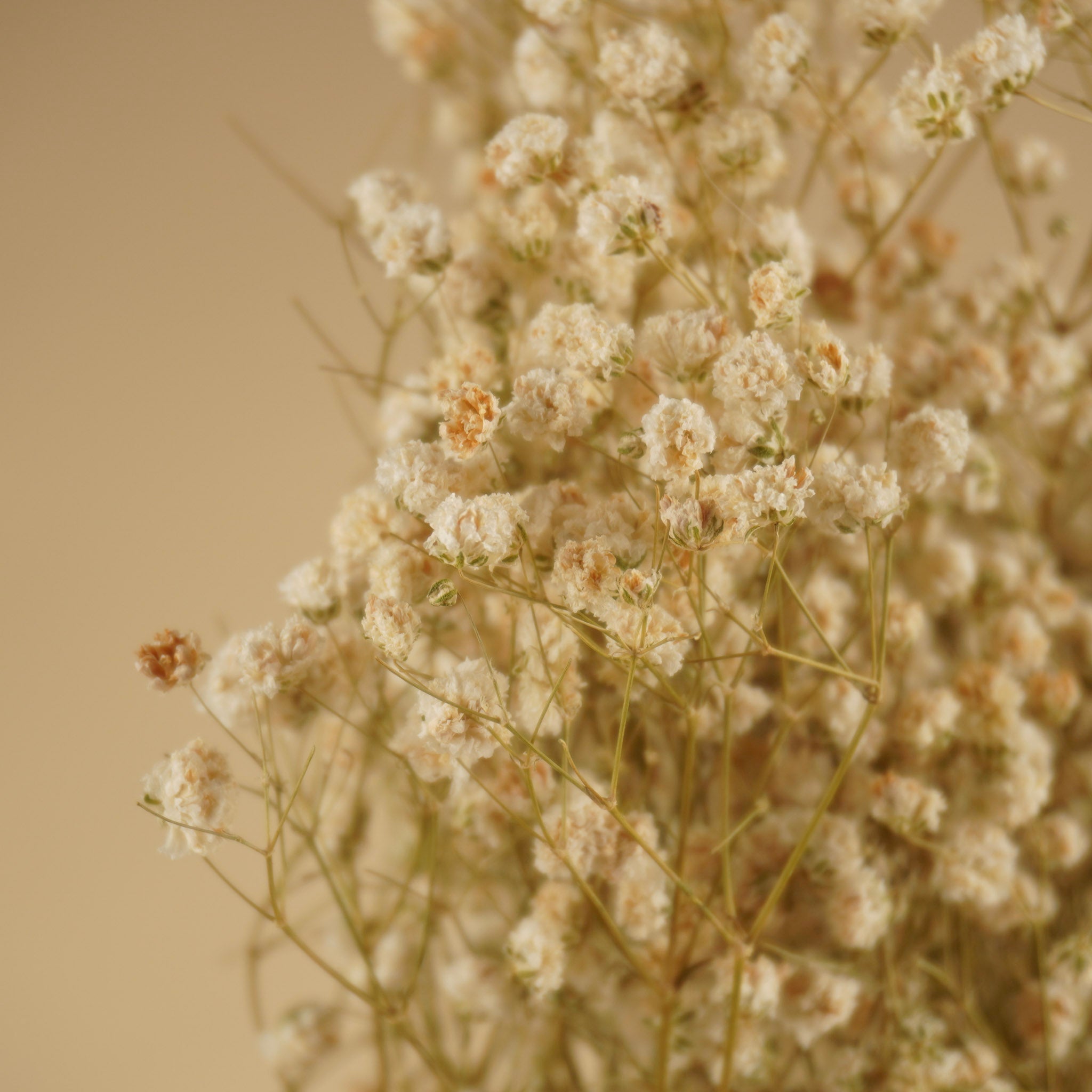 Gipsprad (gypsophilia) blanc naturel séché