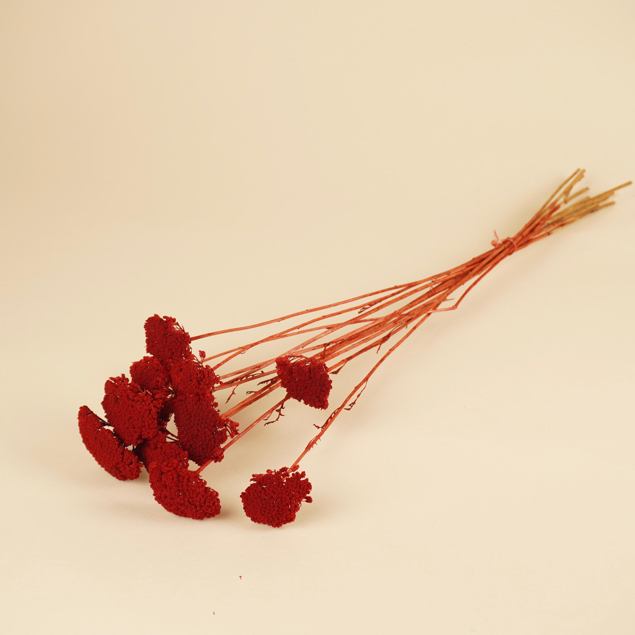 Dried Achillea Parker Red