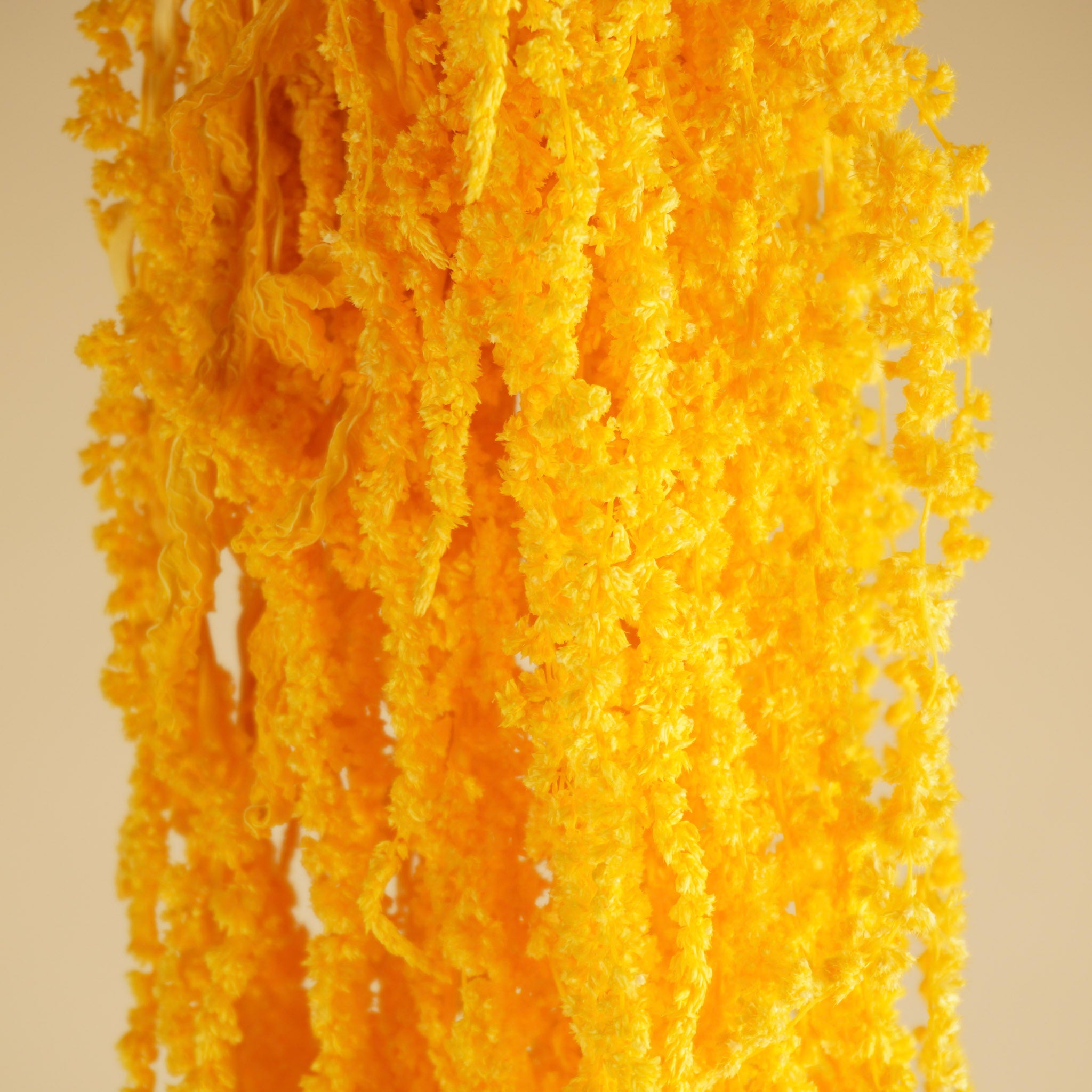 Amaranthus caudatus séché jaune préservé