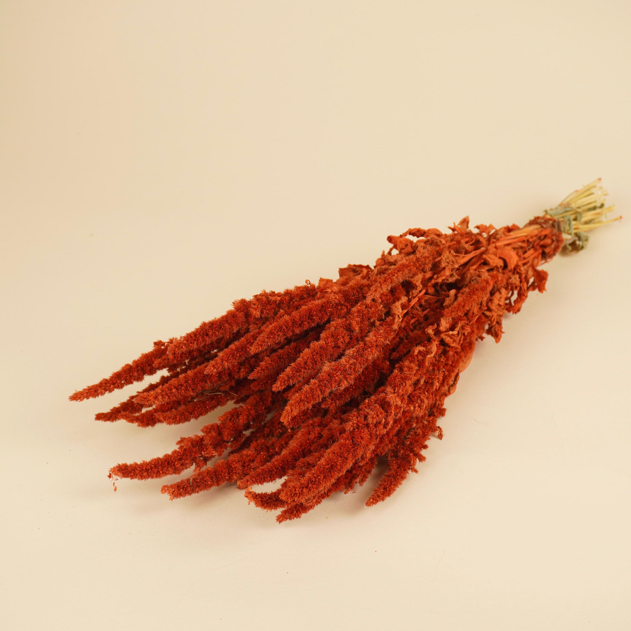 Amaranthus séché orange