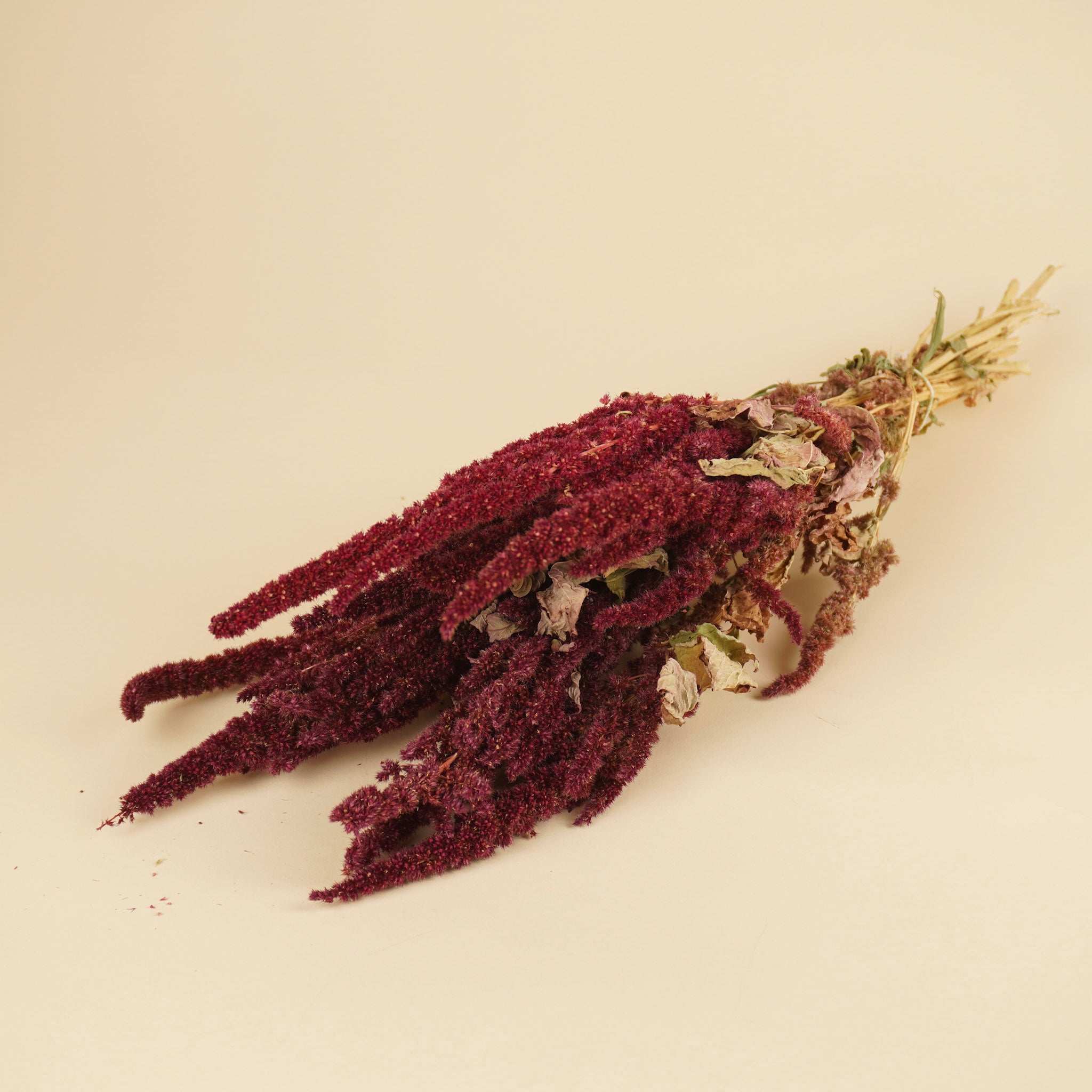 Dried Amaranthus Red