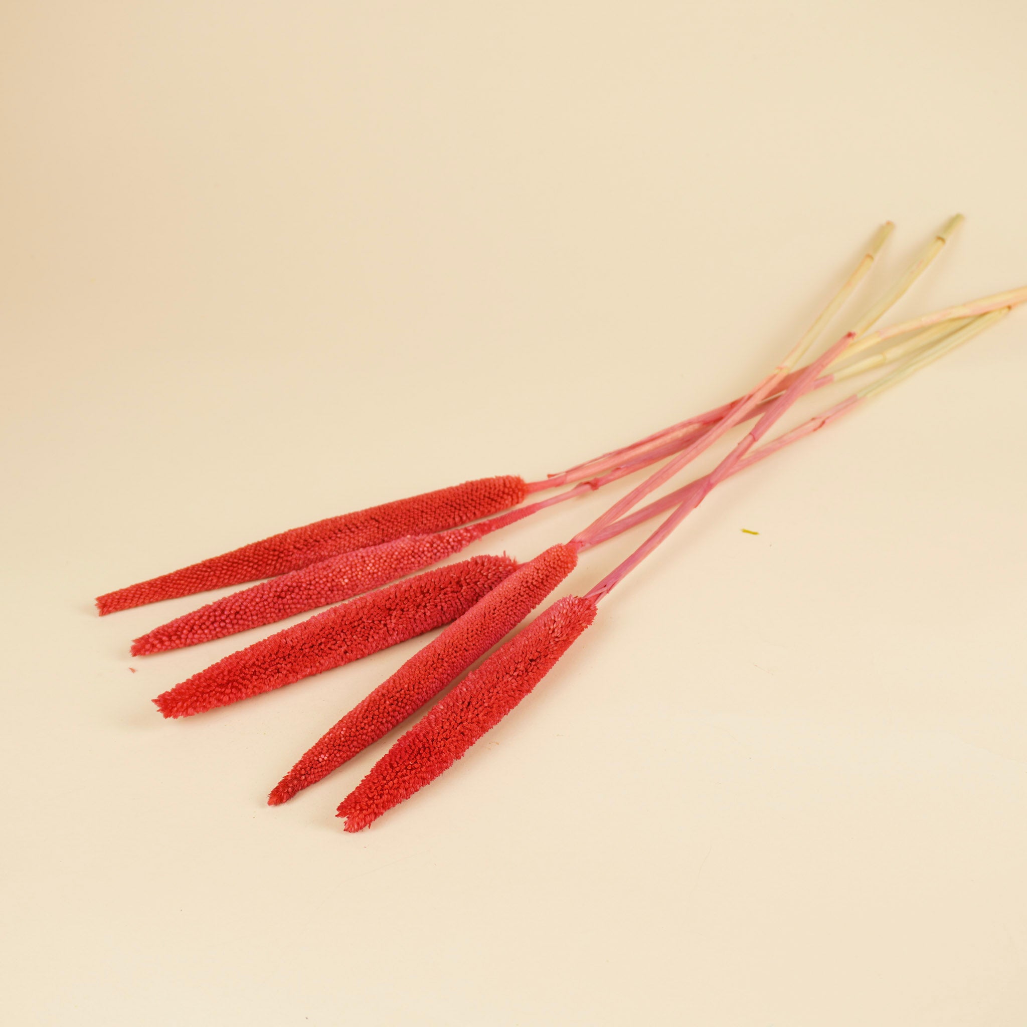 Babala Cerise