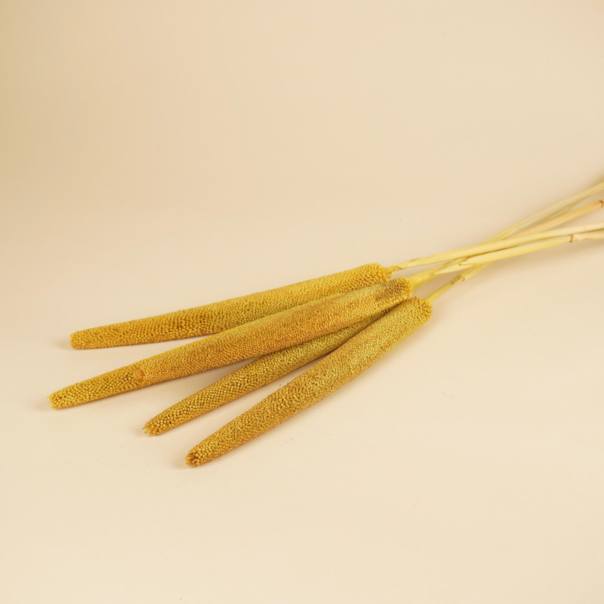 Babala jaune