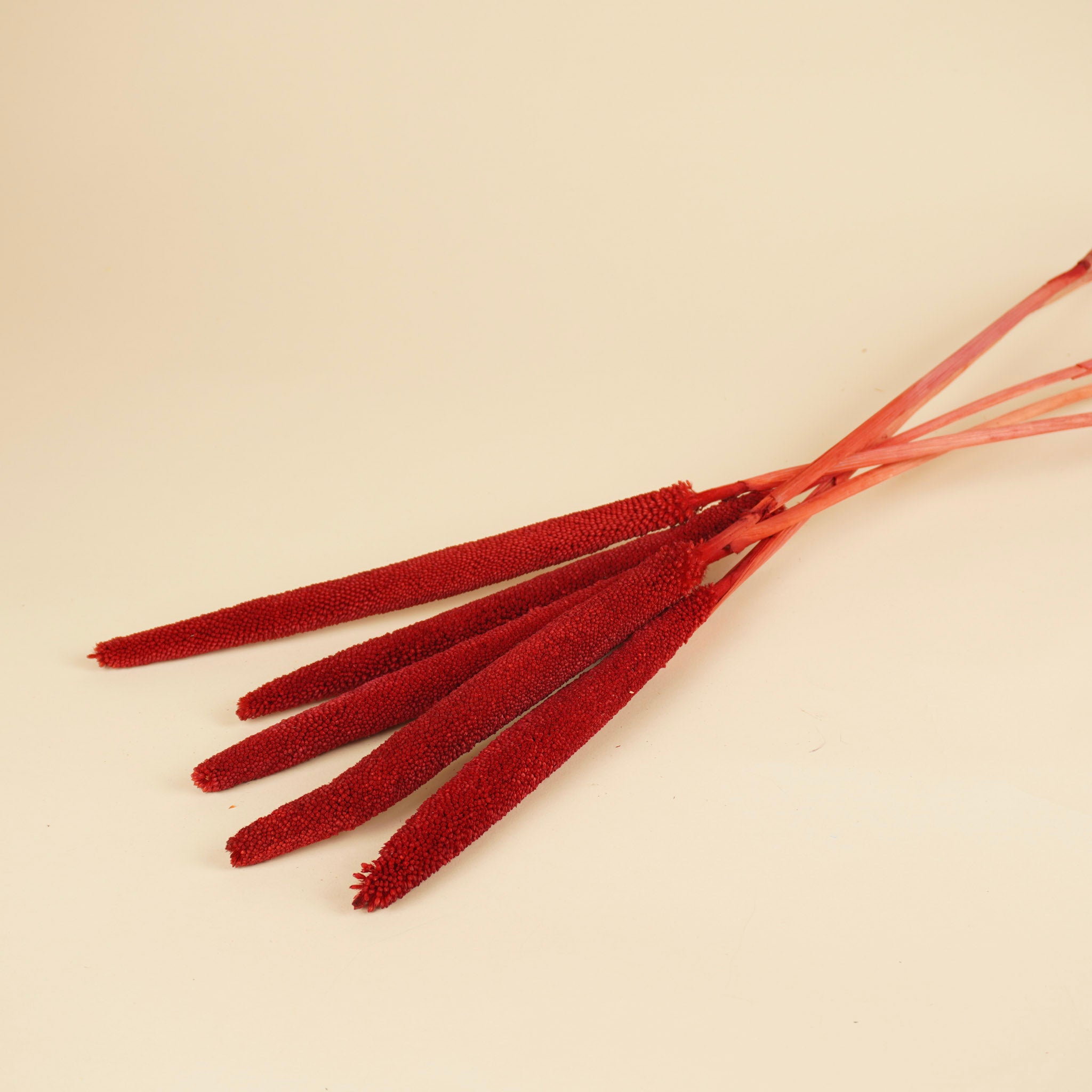 Babala rouge