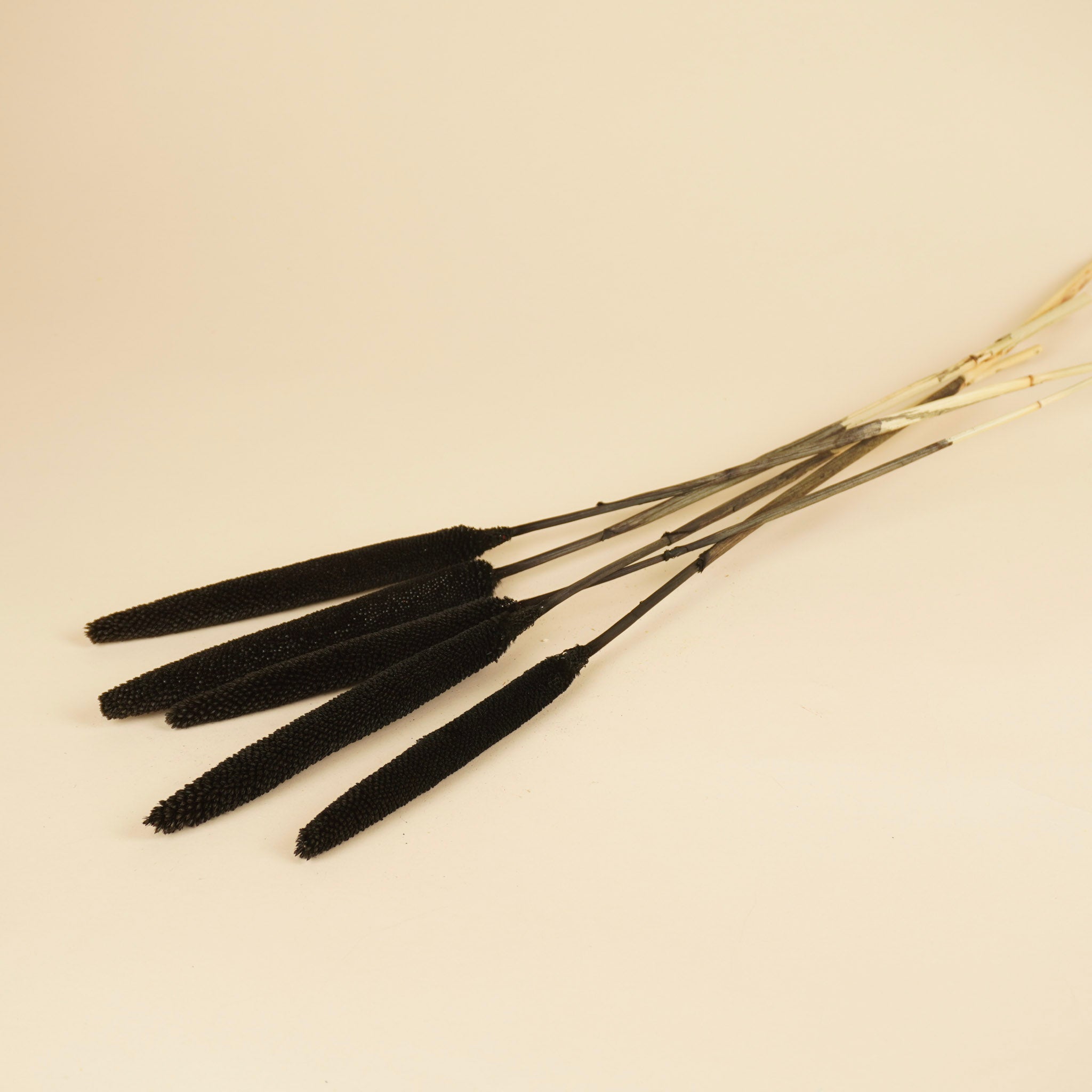 Babala Black