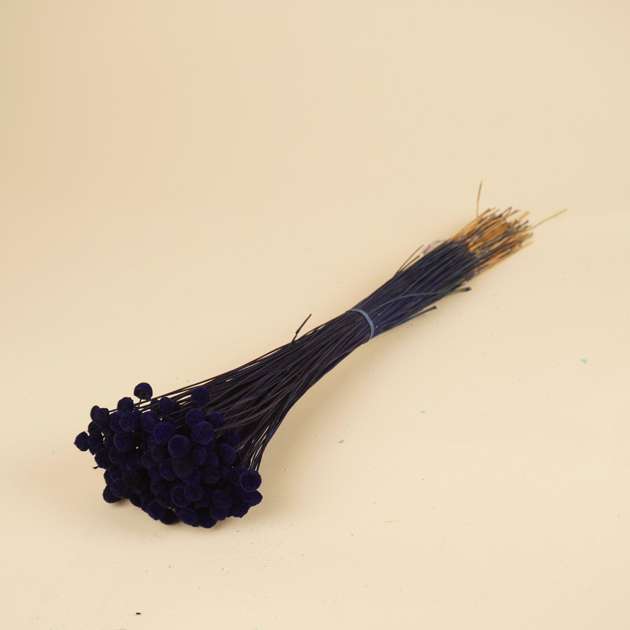 Botao Botton Dark blue dried