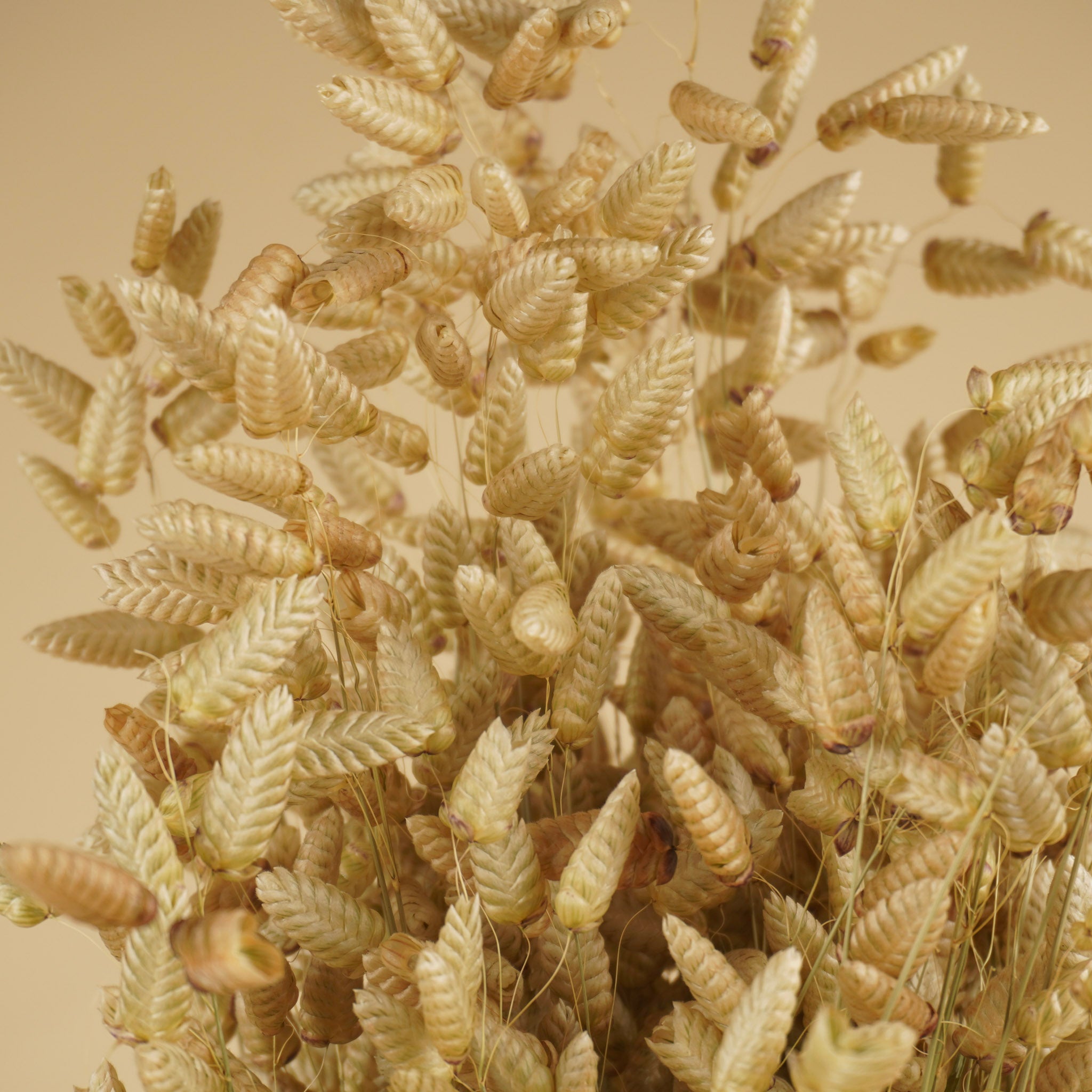 Briza Maxima dried