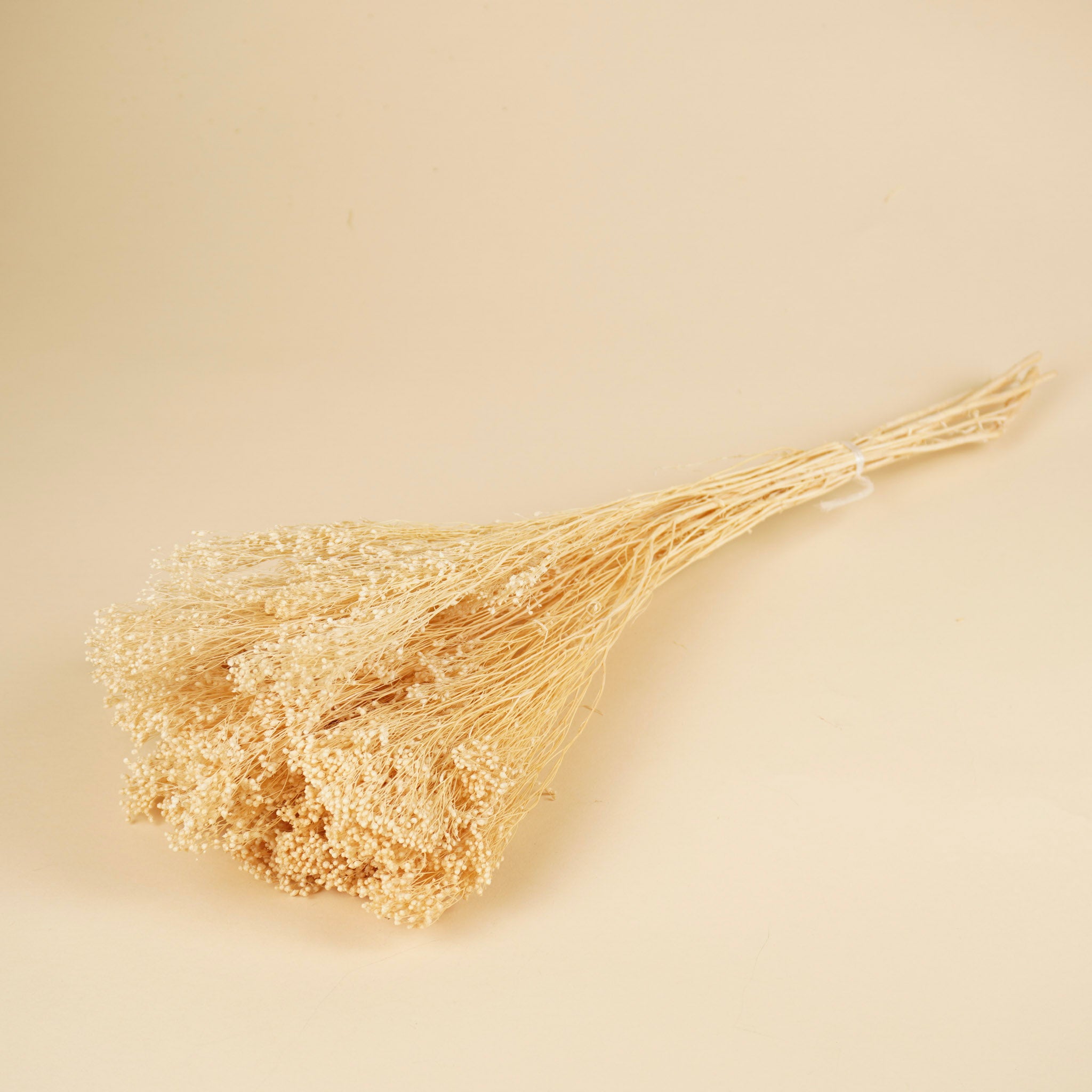 Dried broom bloom white bleached