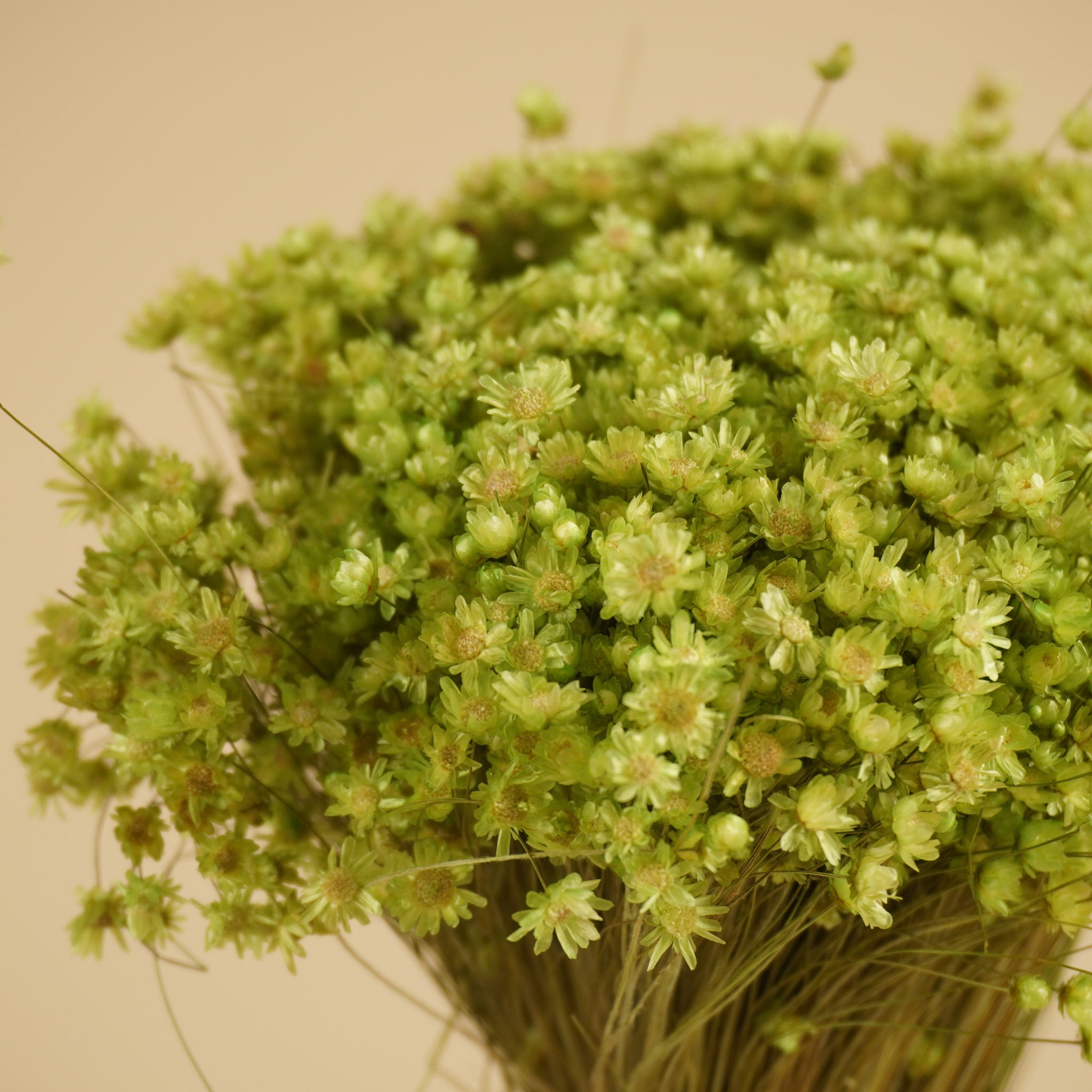 Glixia (Star Flower) Dried Cerise