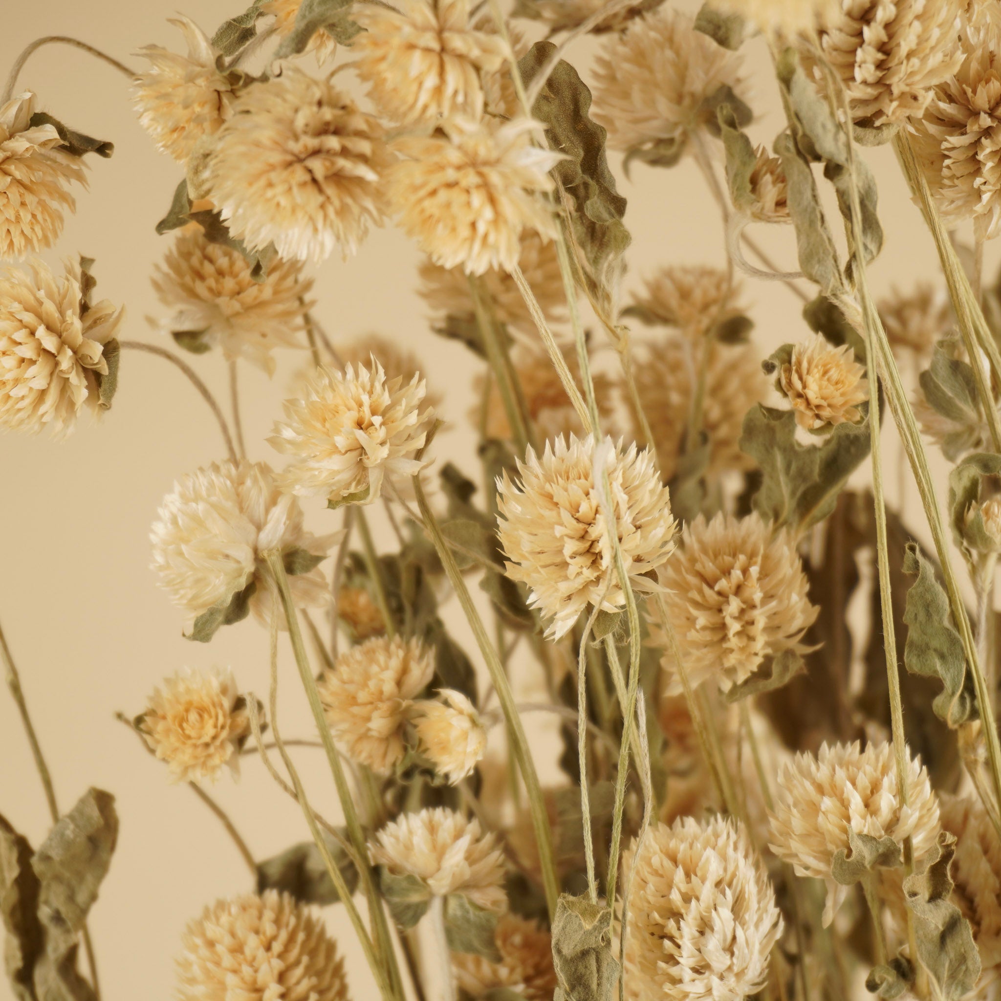 Dried Gomphrena White