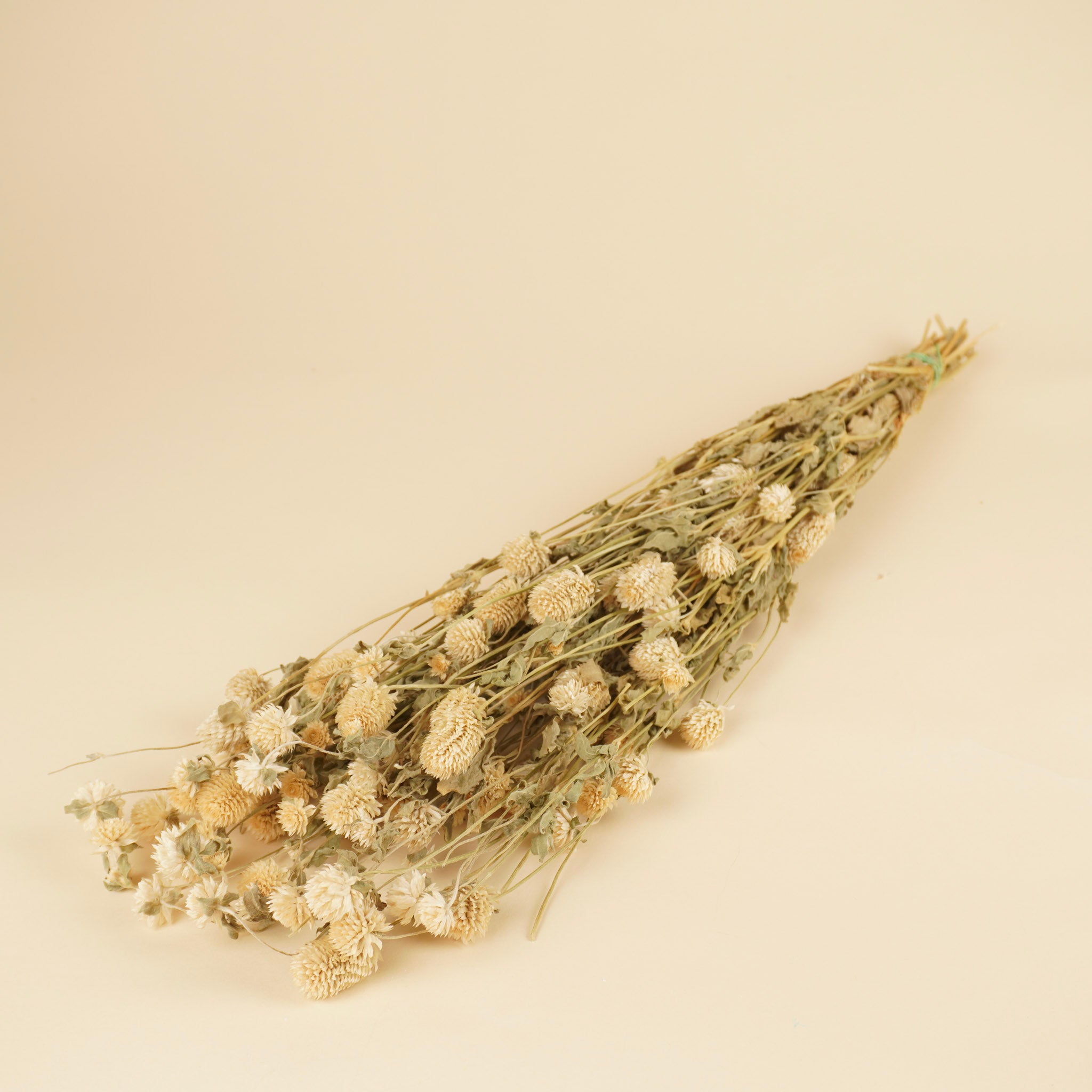 Dried Gomphrena White