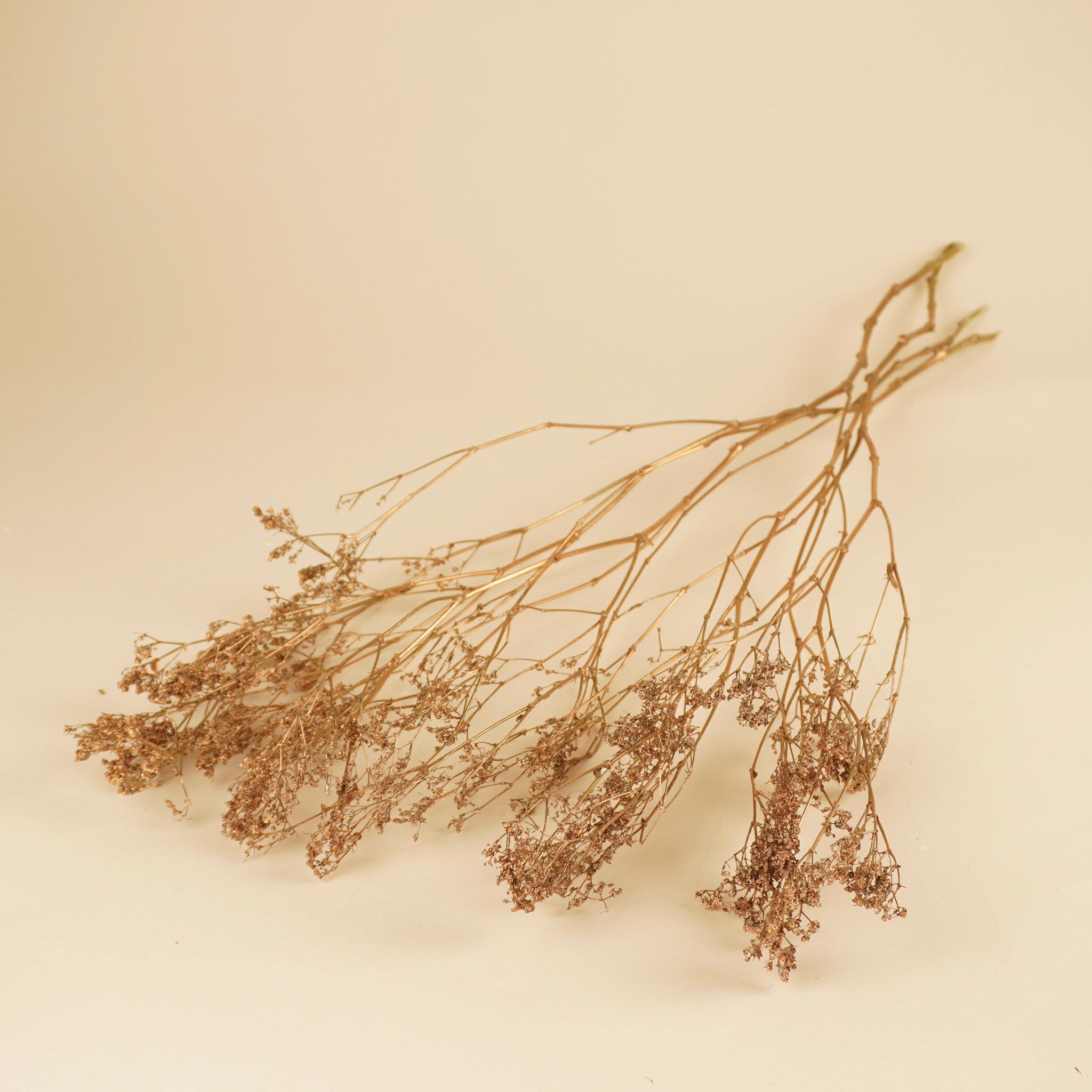 Gypsophila Gold (peint)