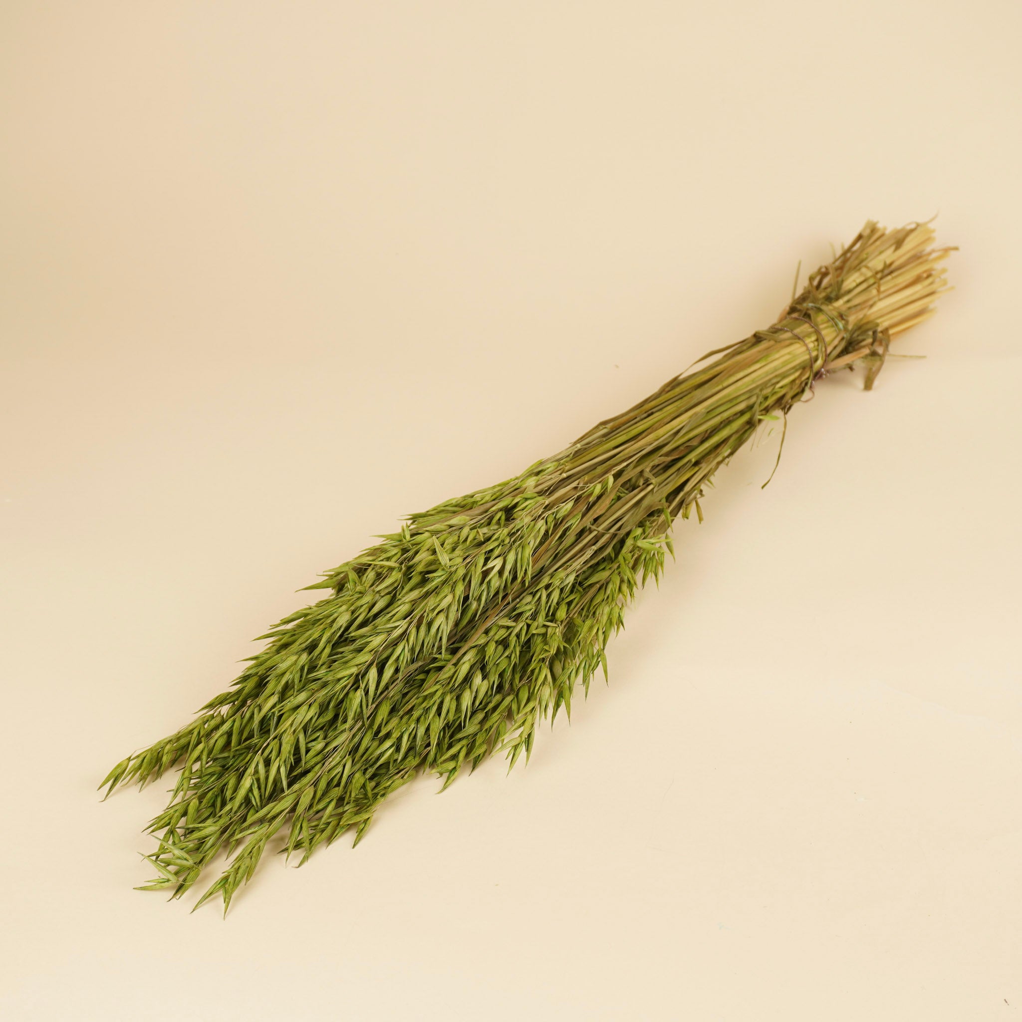 Green coloré de l'avoine séchée (avena)