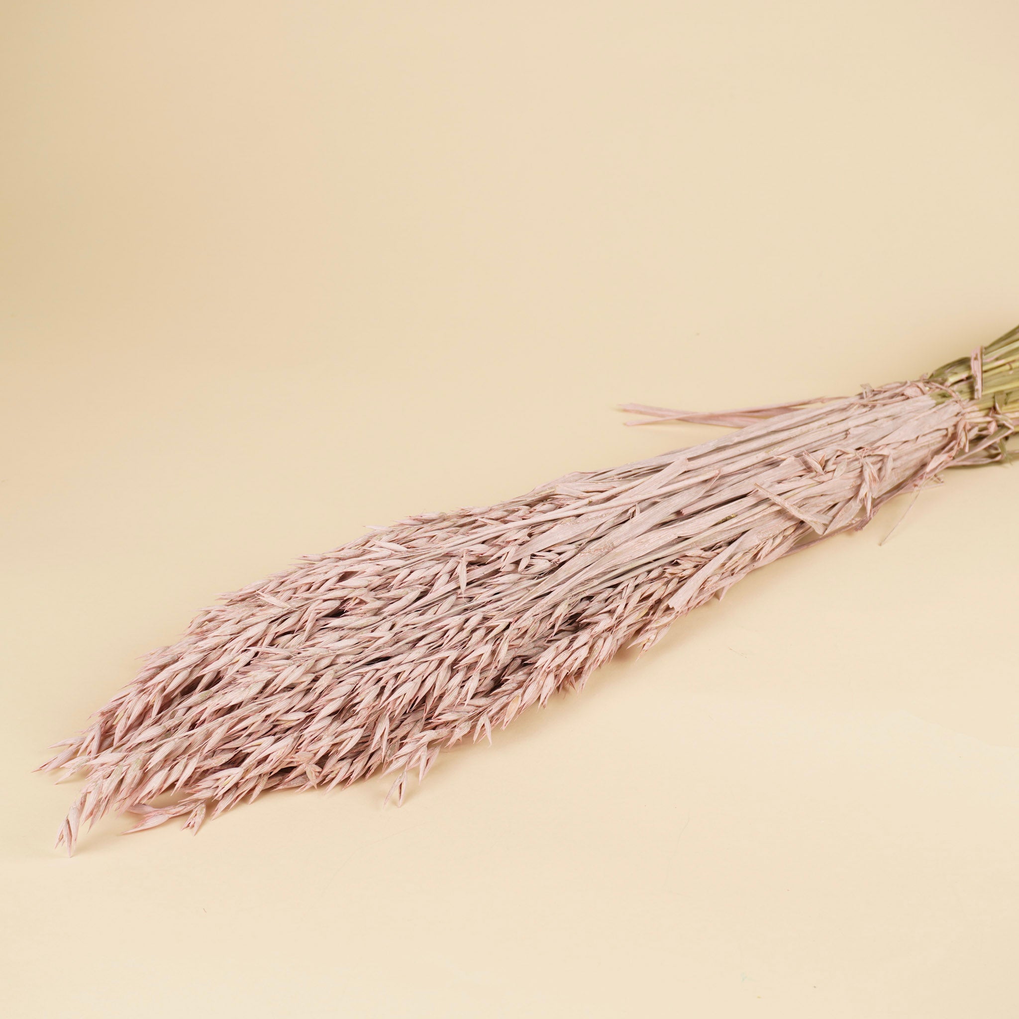 Dried oats (Avena) Misty Pink colored