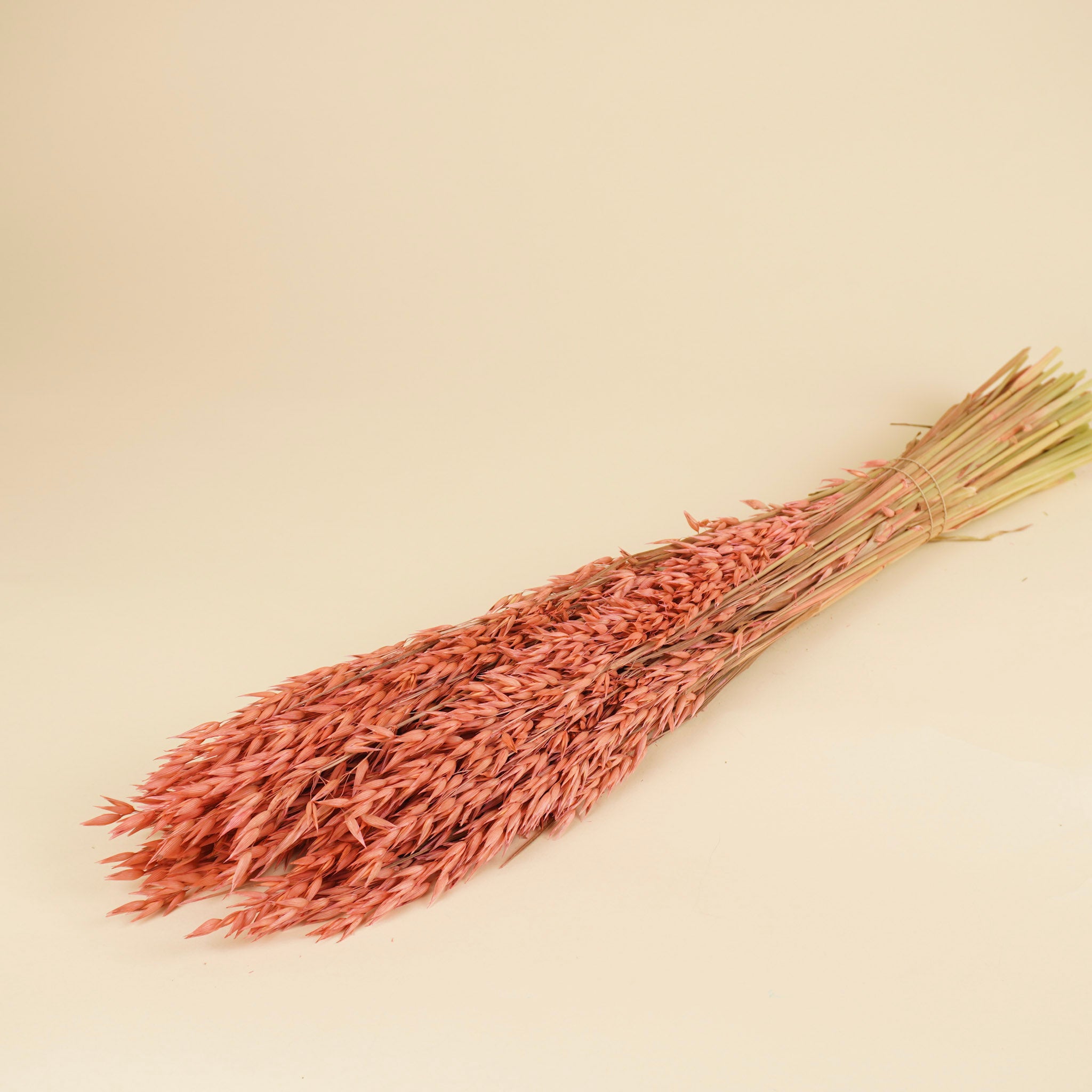 Avoine séchée (avena) de couleur rose