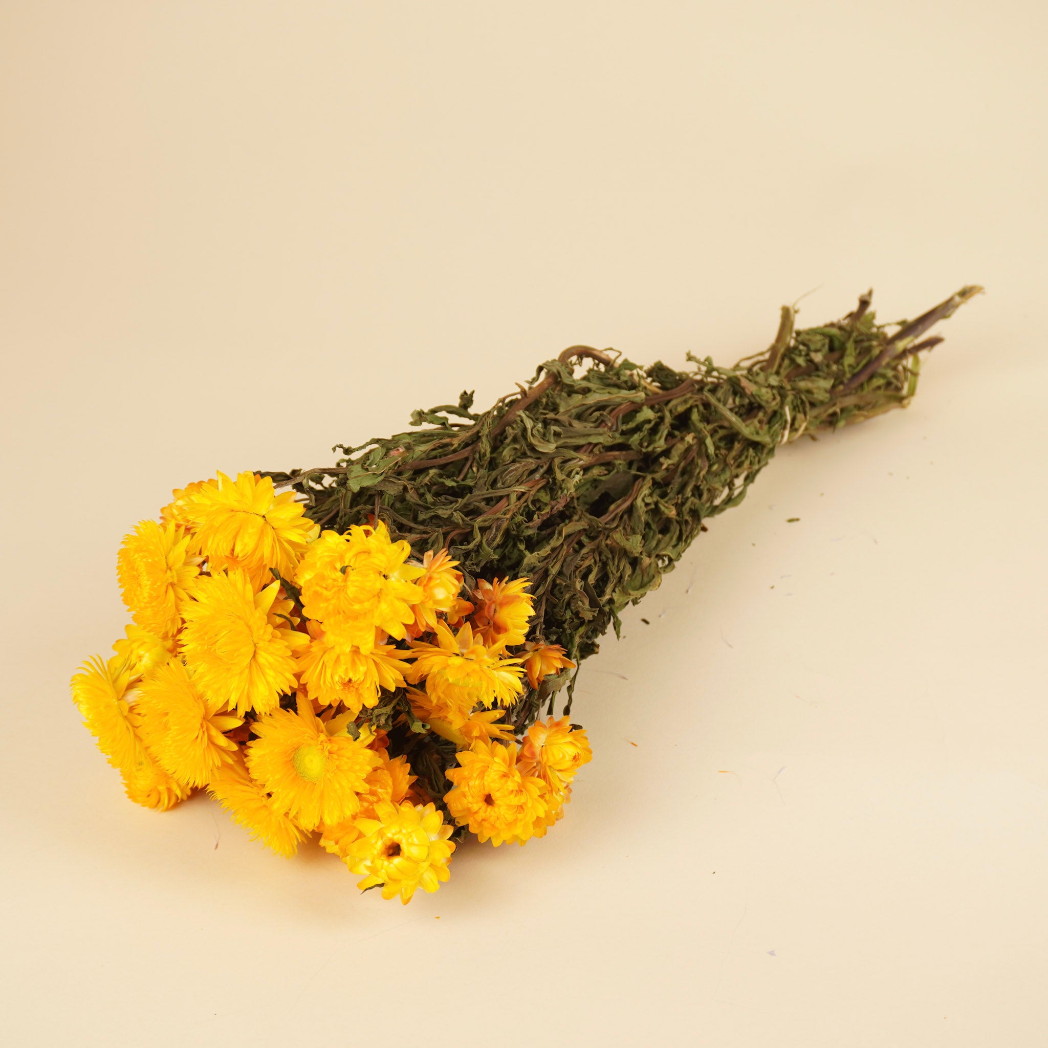 Dried helichrysum yellow