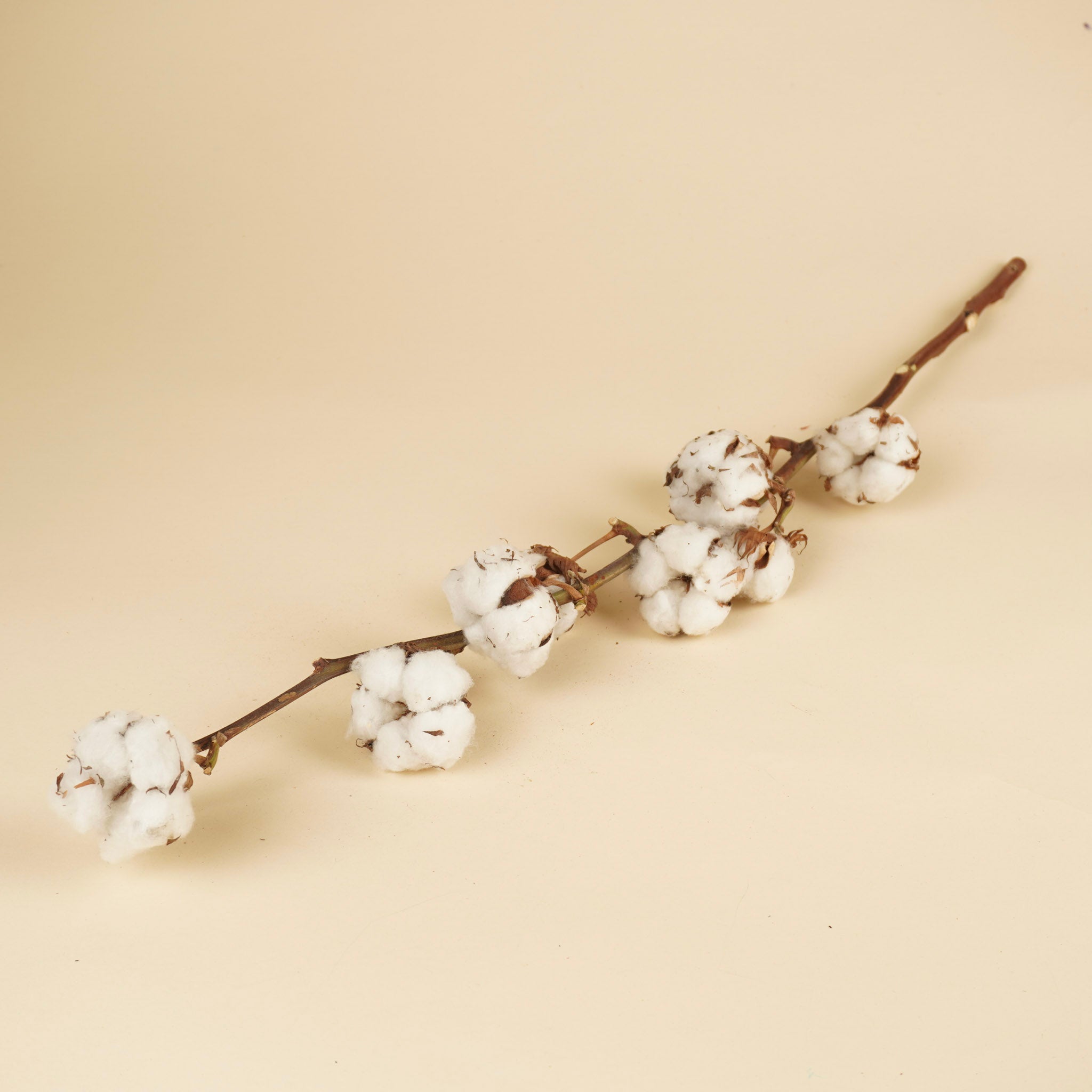 Branches de coton (gossypium) avec 9 balles par branche