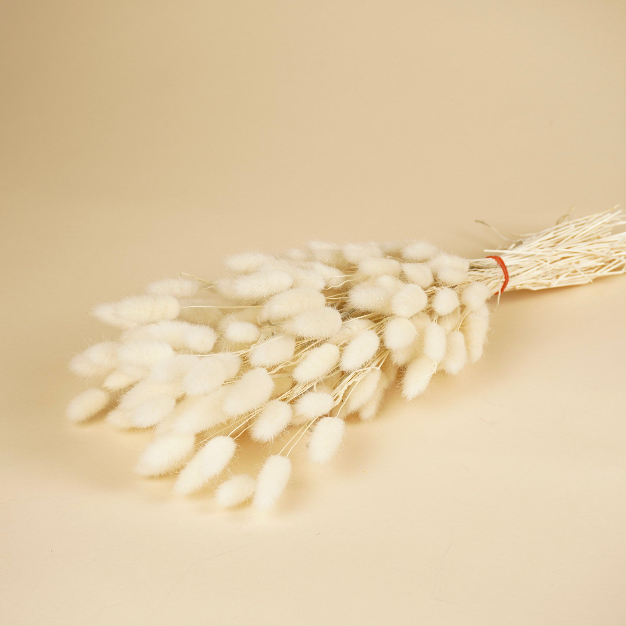 Dried Lagurus Ovatus Bleaked White