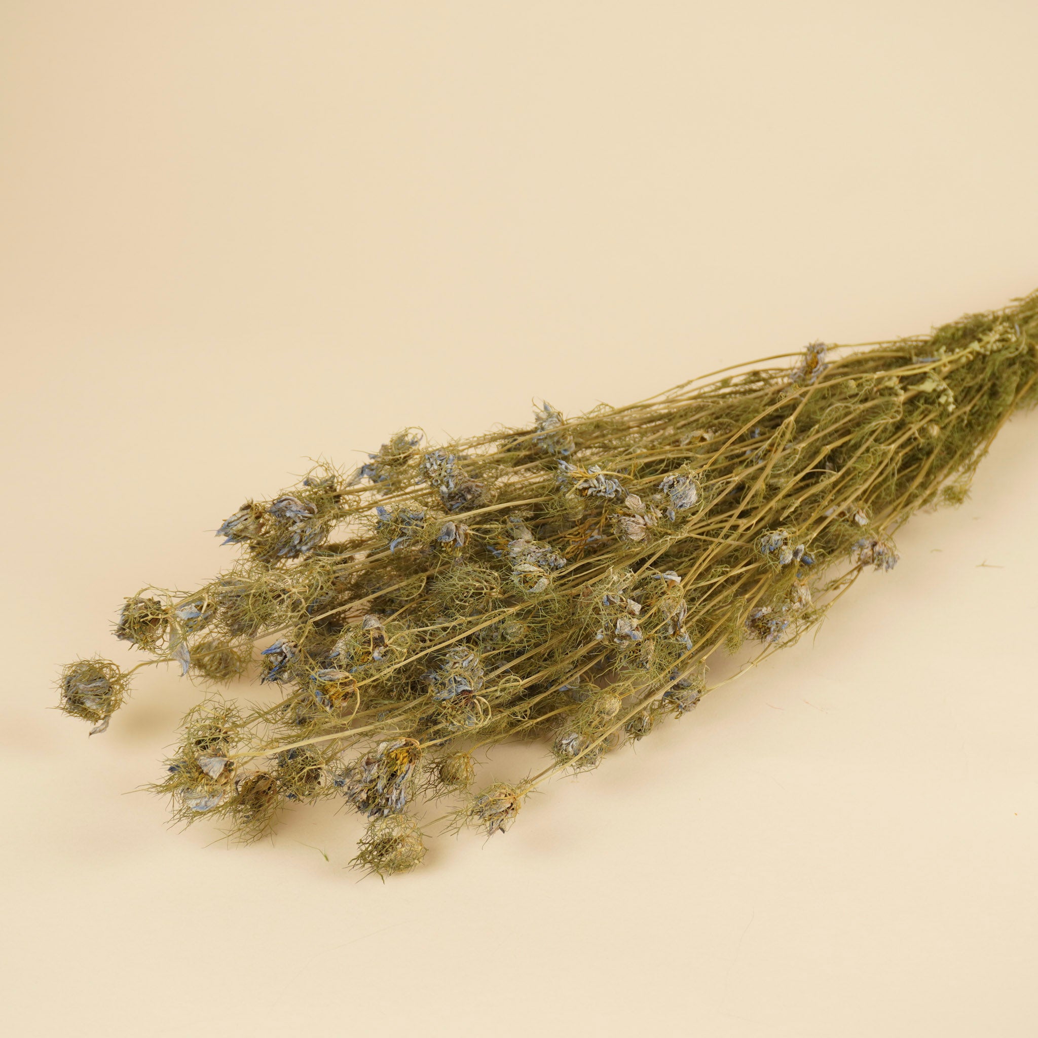 Dried Nigella Flower Blue