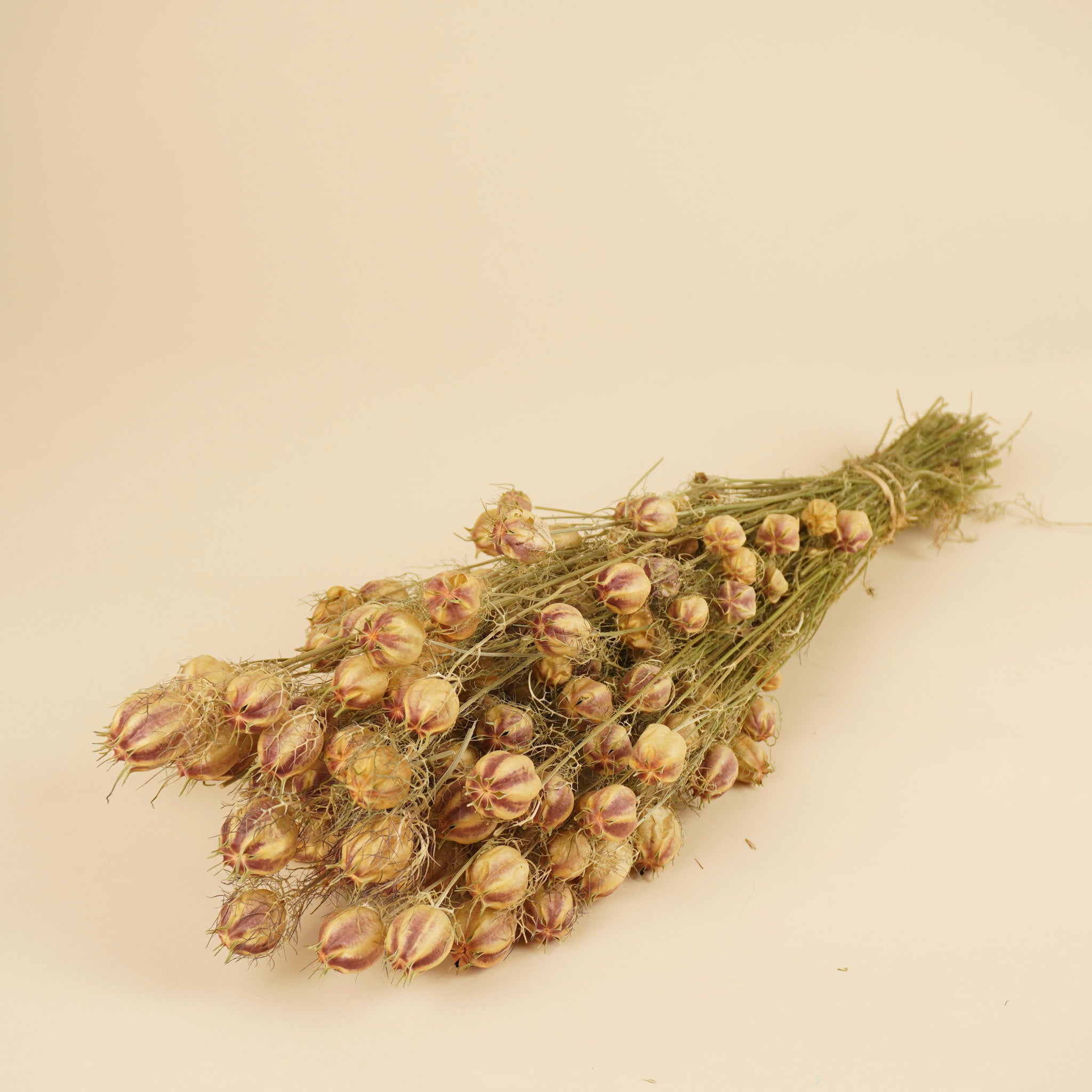 Nigella séché Green