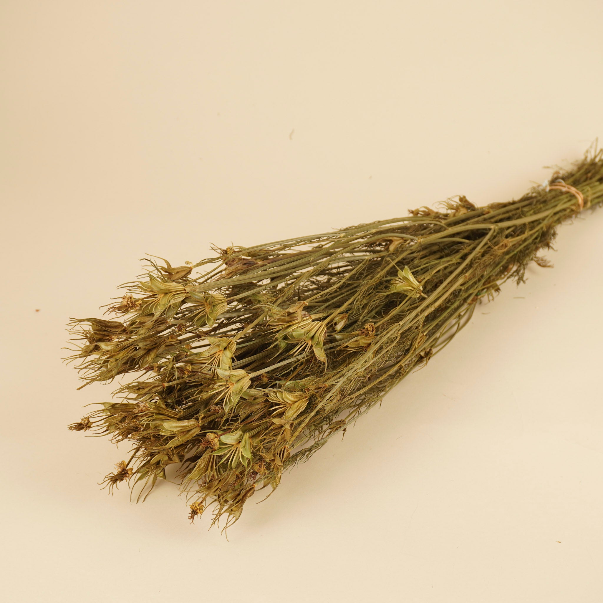 Dried Nigella Orientalis