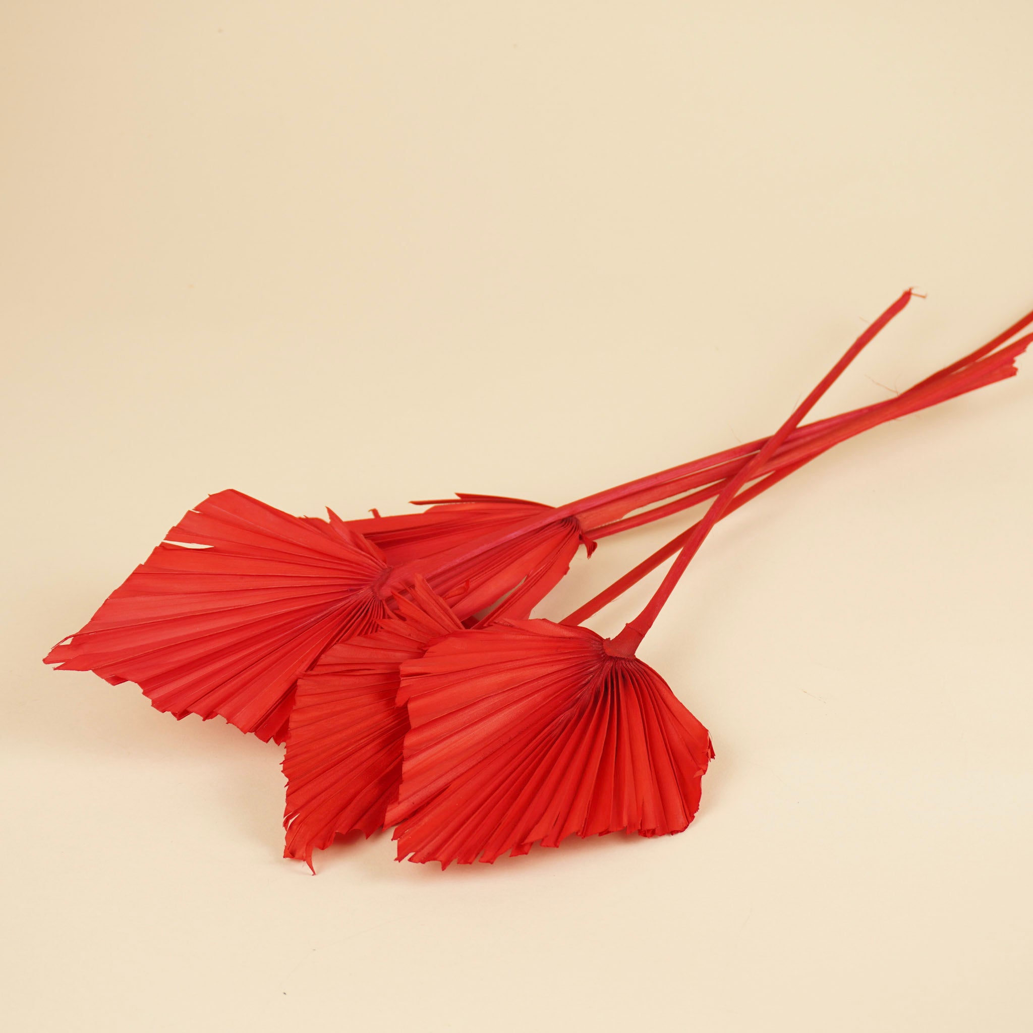 Palm Spear Red
